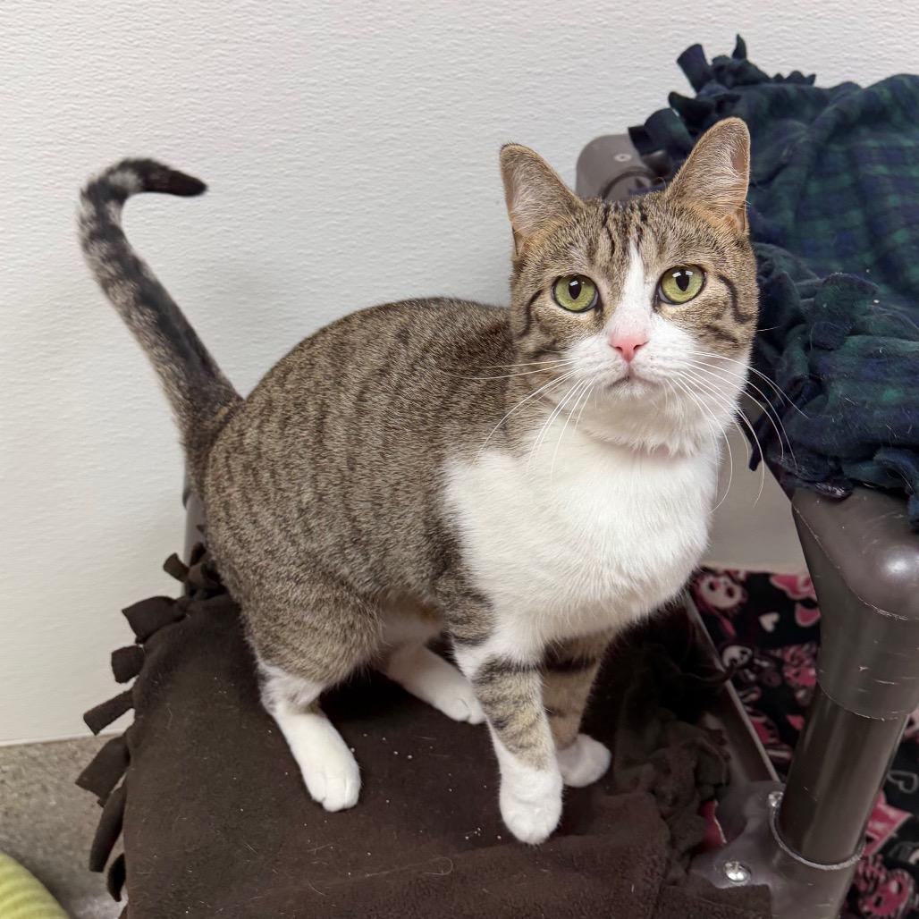 Enlarge Giovanna, a Adoptable Domestic Short Hair in Detroit Lakes, MN image 2/2