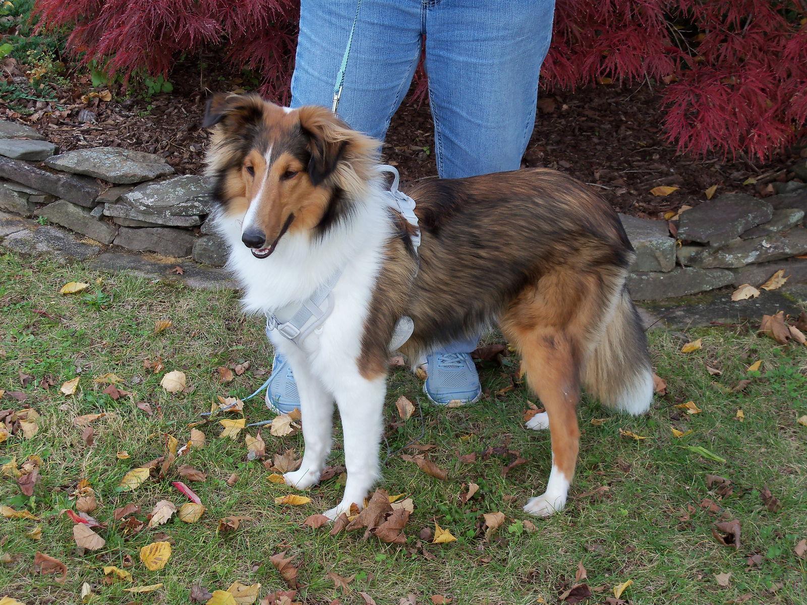 Buddy Sheltie, a Adoptable Shetland Sheepdog / Sheltie in Berwick, PA image 1/3