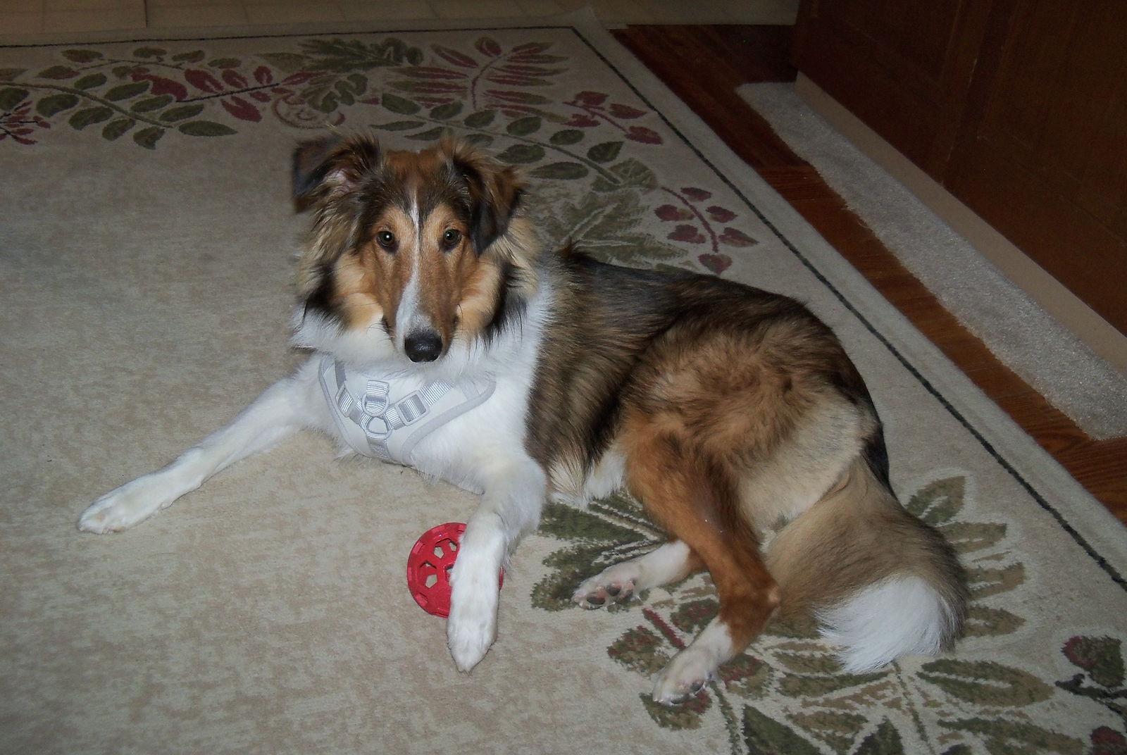 Buddy Sheltie, a Adoptable Shetland Sheepdog / Sheltie in Berwick, PA image 2/3