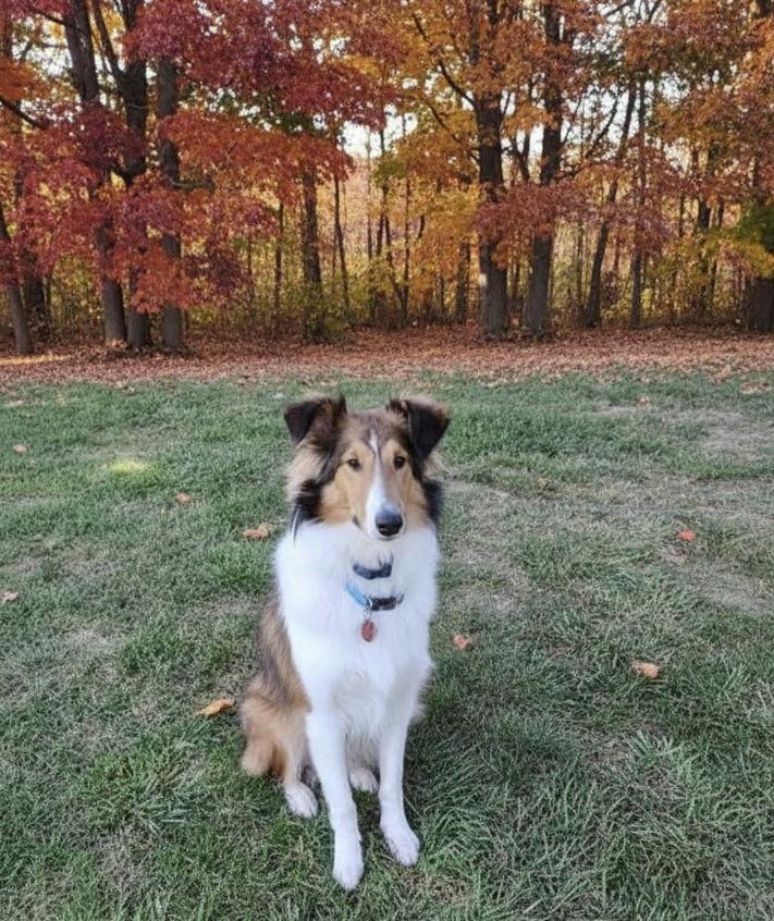 Buddy Sheltie, a Adoptable Shetland Sheepdog / Sheltie in Berwick, PA image 3/3