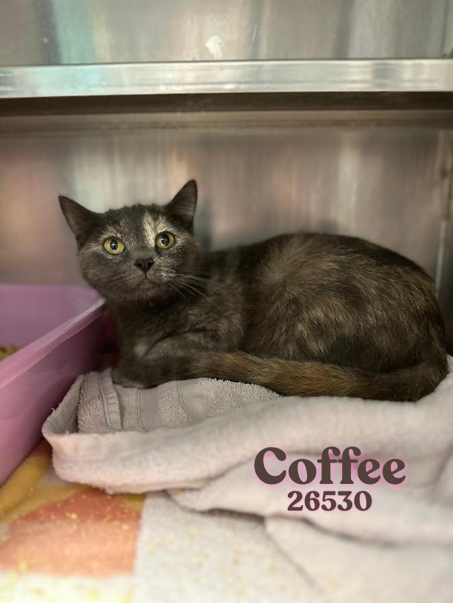 Coffee, a ADOPTABLE Tortoiseshell in Oak Ridge, TN image 2/3