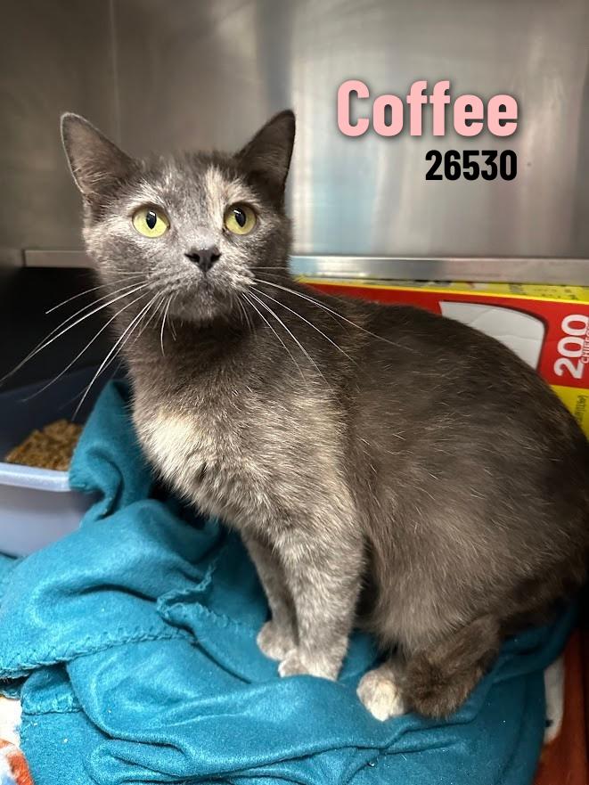 Coffee, ADOPTABLE, Young Female Tortoiseshell.