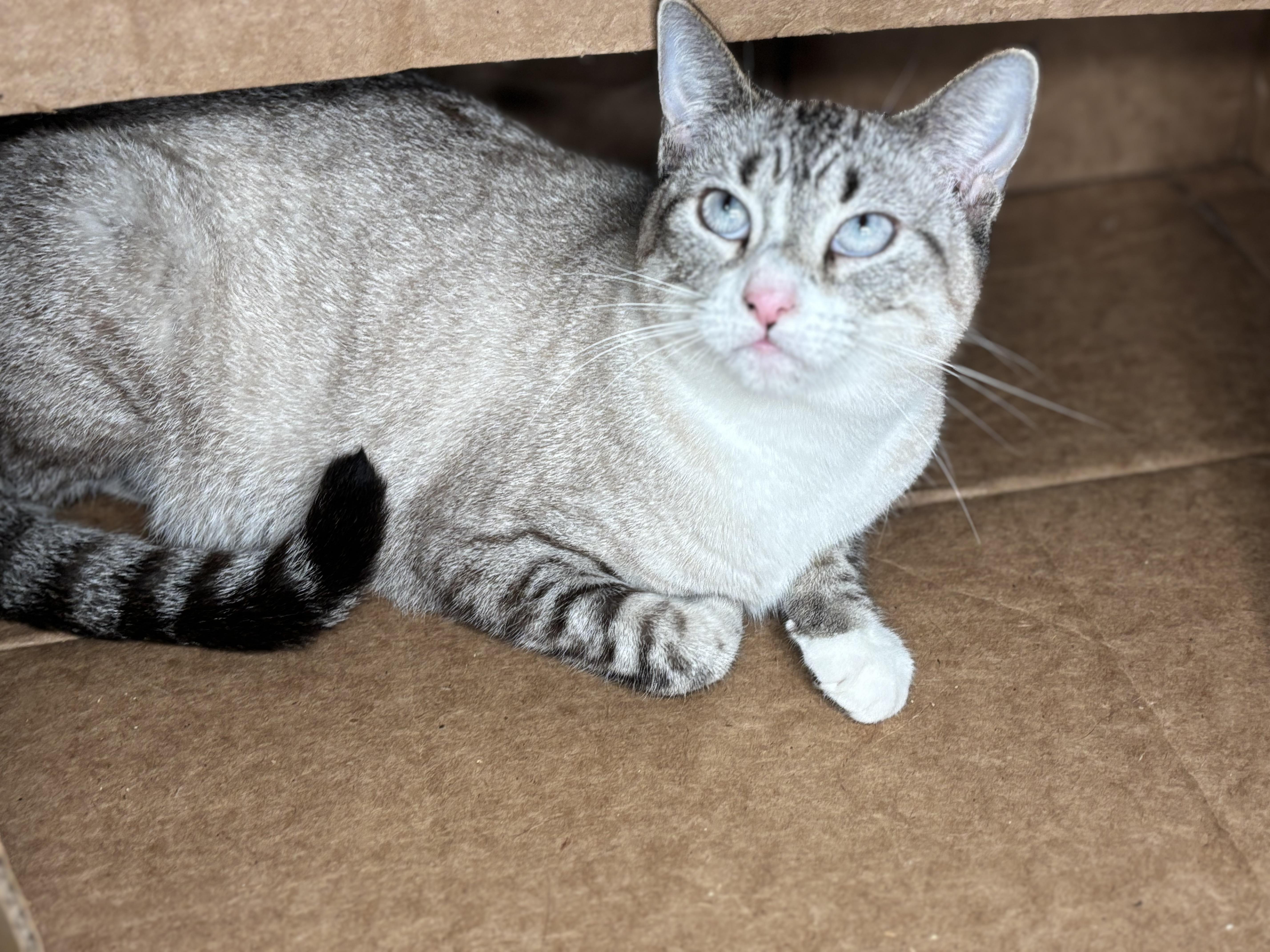 Enlarge Zelda, a Adoptable mixed breed in Keene, NH image 3/6