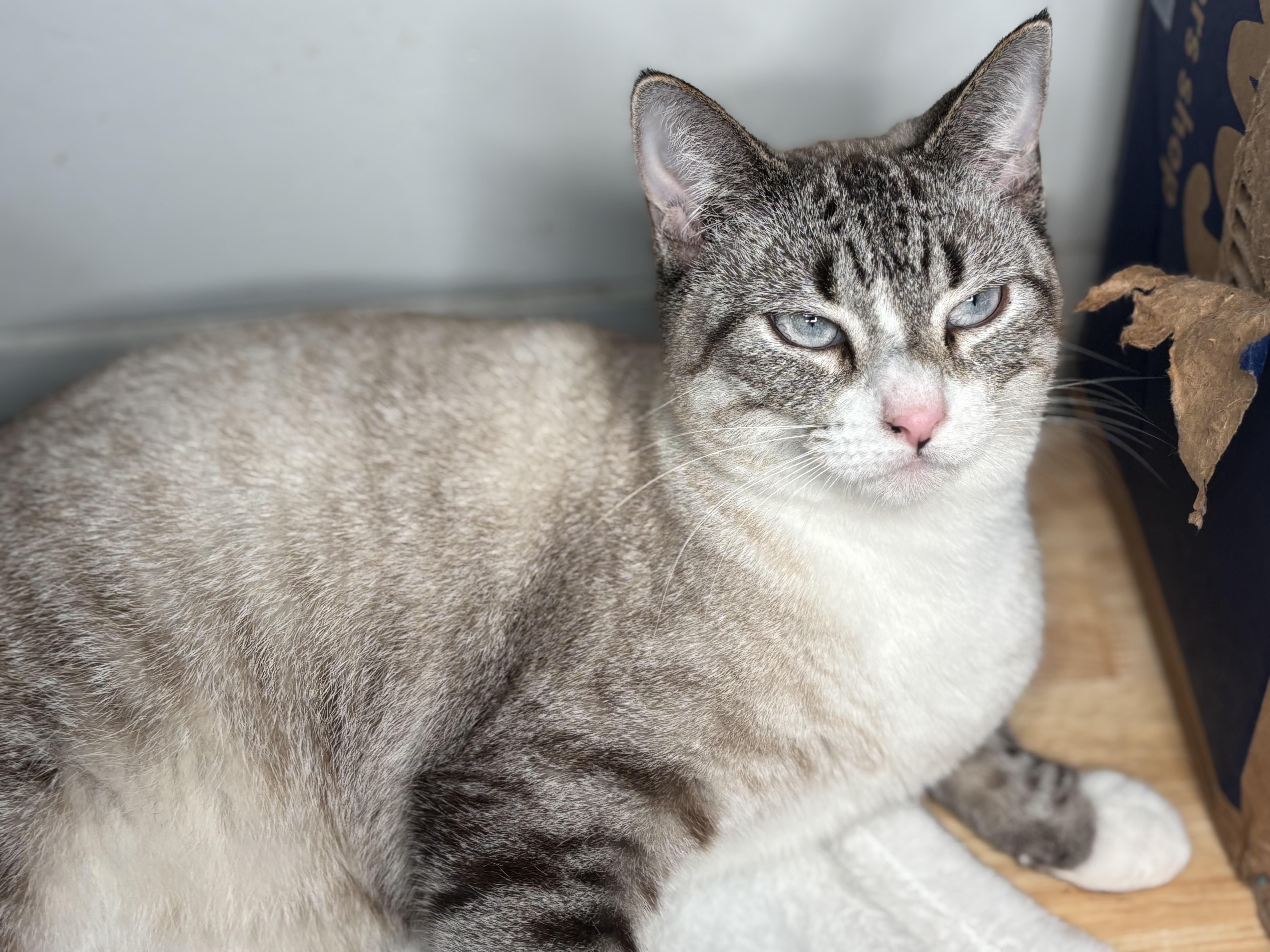 Enlarge Zelda, a Adoptable mixed breed in Keene, NH image 4/6