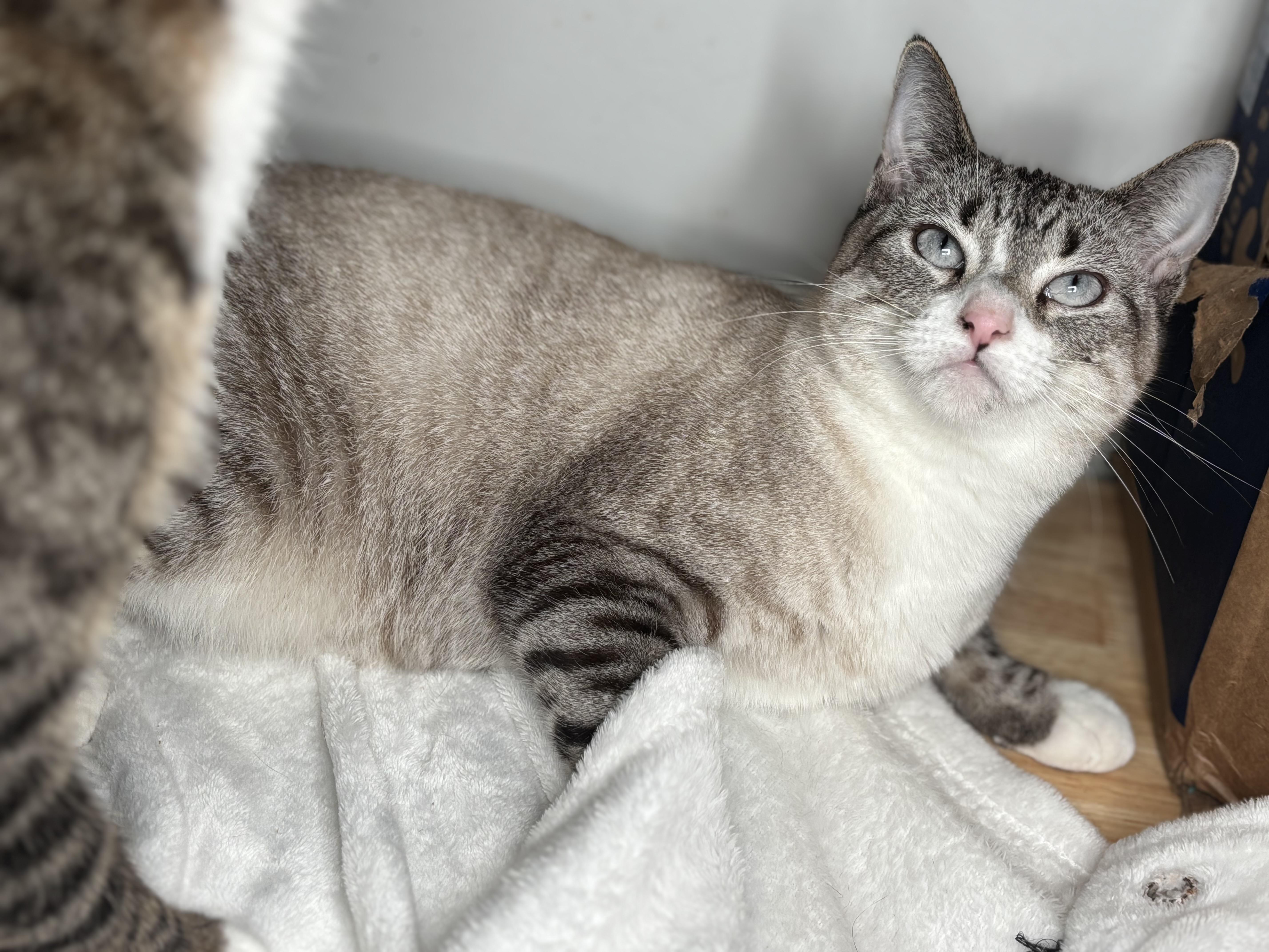 Zelda, Adoptable, Young Female Siamese & Tabby.