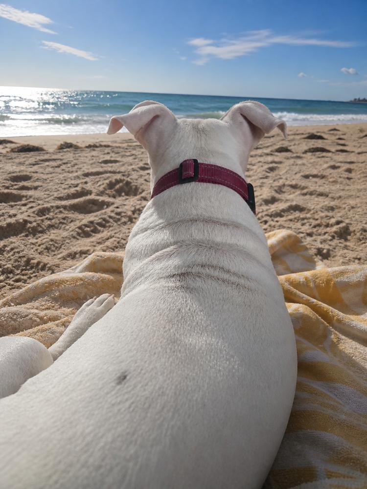 Enlarge Stormy, a Adoptable mixed breed in Lakeland, FL image 1/6