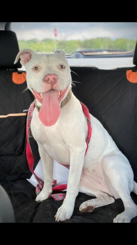 Enlarge Stormy, a Adoptable mixed breed in Lakeland, FL image 2/6