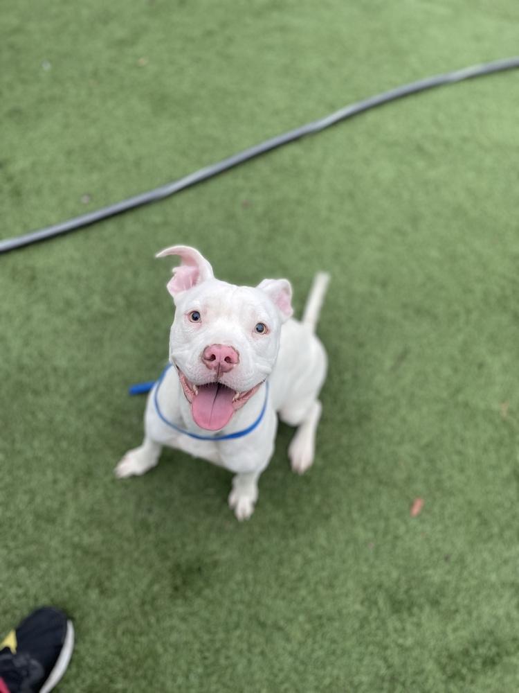 Enlarge Stormy, a Adoptable mixed breed in Lakeland, FL image 3/6