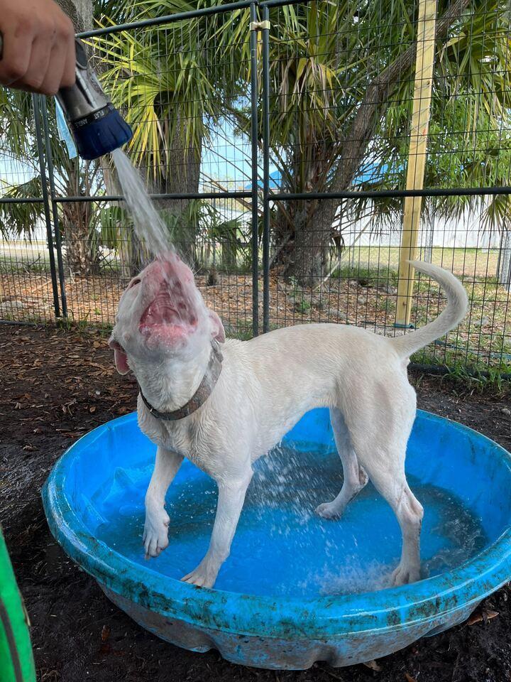 Enlarge Stormy, a Adoptable mixed breed in Lakeland, FL image 4/6