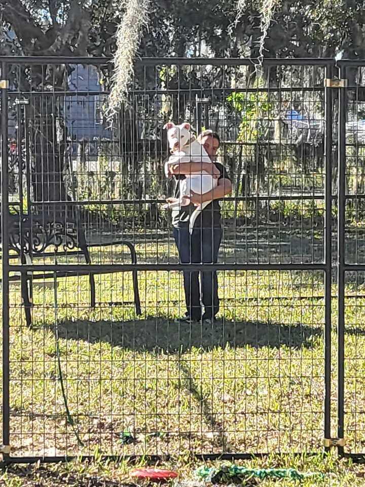 Enlarge Stormy, a Adoptable mixed breed in Lakeland, FL image 5/6