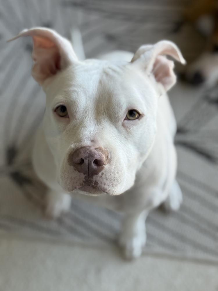 Stormy, Adoptable, Adult Female American Staffordshire Terrier & Mixed Breed.