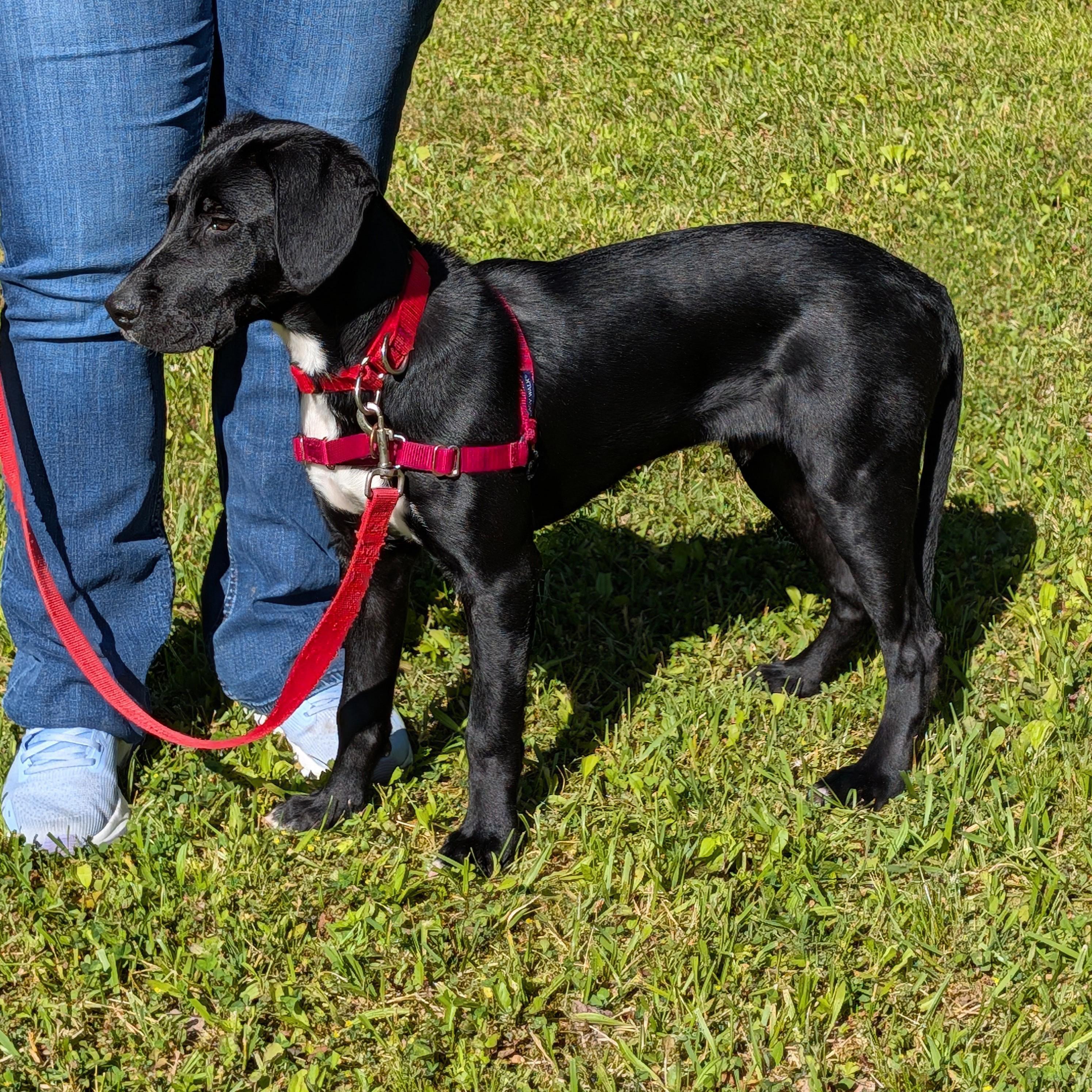 Norris, a ADOPTABLE mixed breed in Accident, MD image 6/6