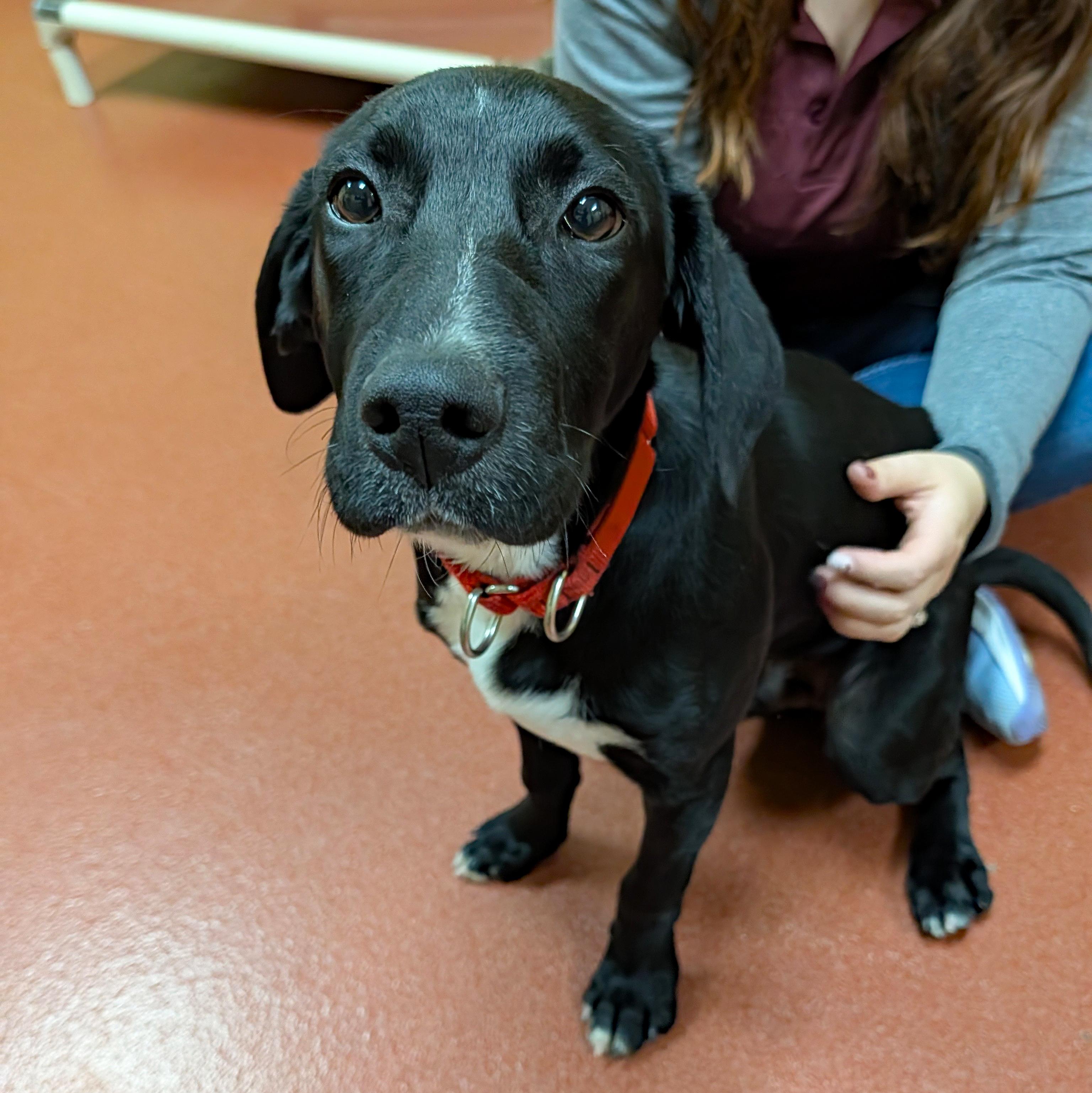 Norris, a ADOPTABLE mixed breed in Accident, MD image 2/6