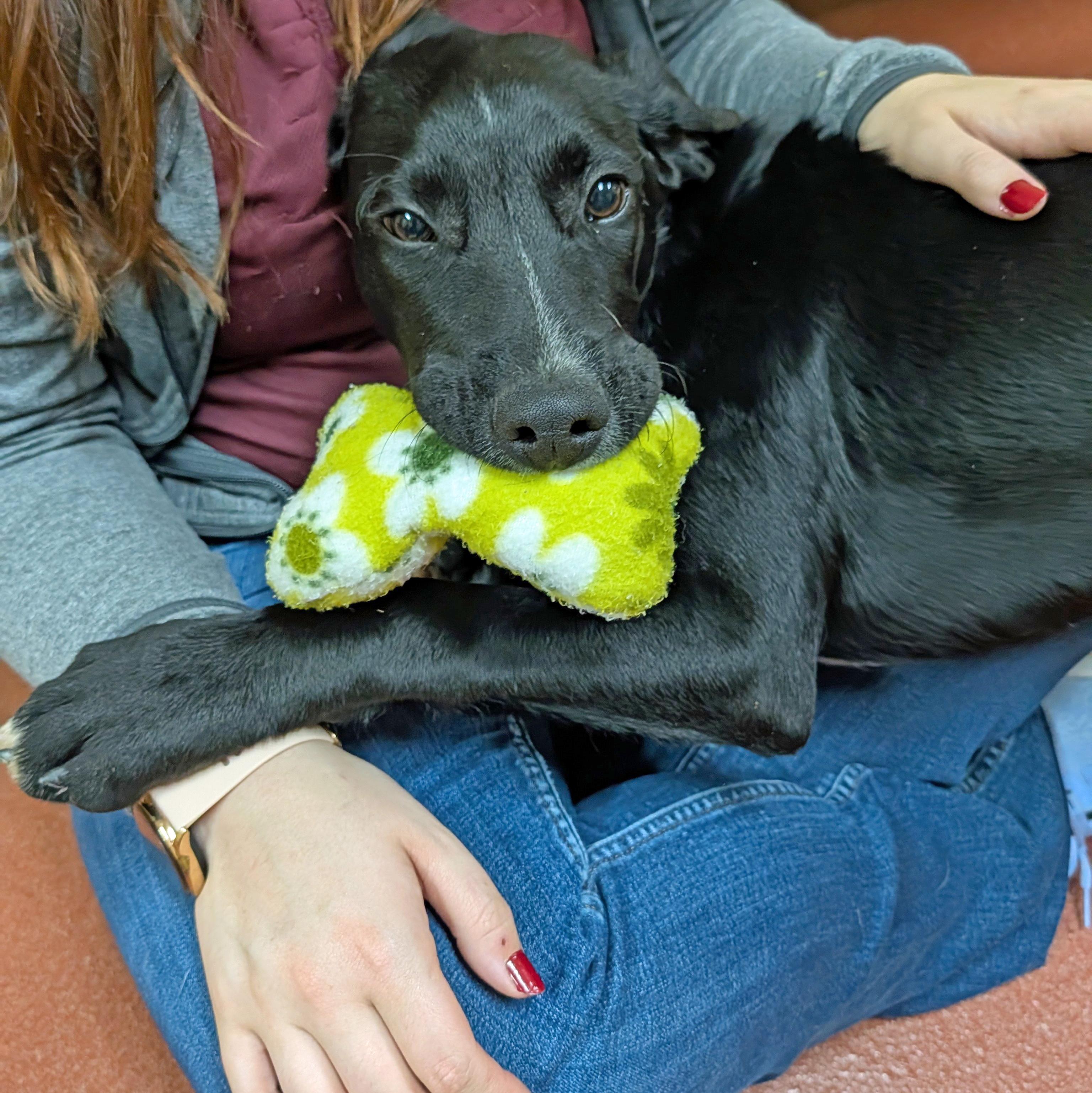 Norris, a ADOPTABLE mixed breed in Accident, MD image 3/6