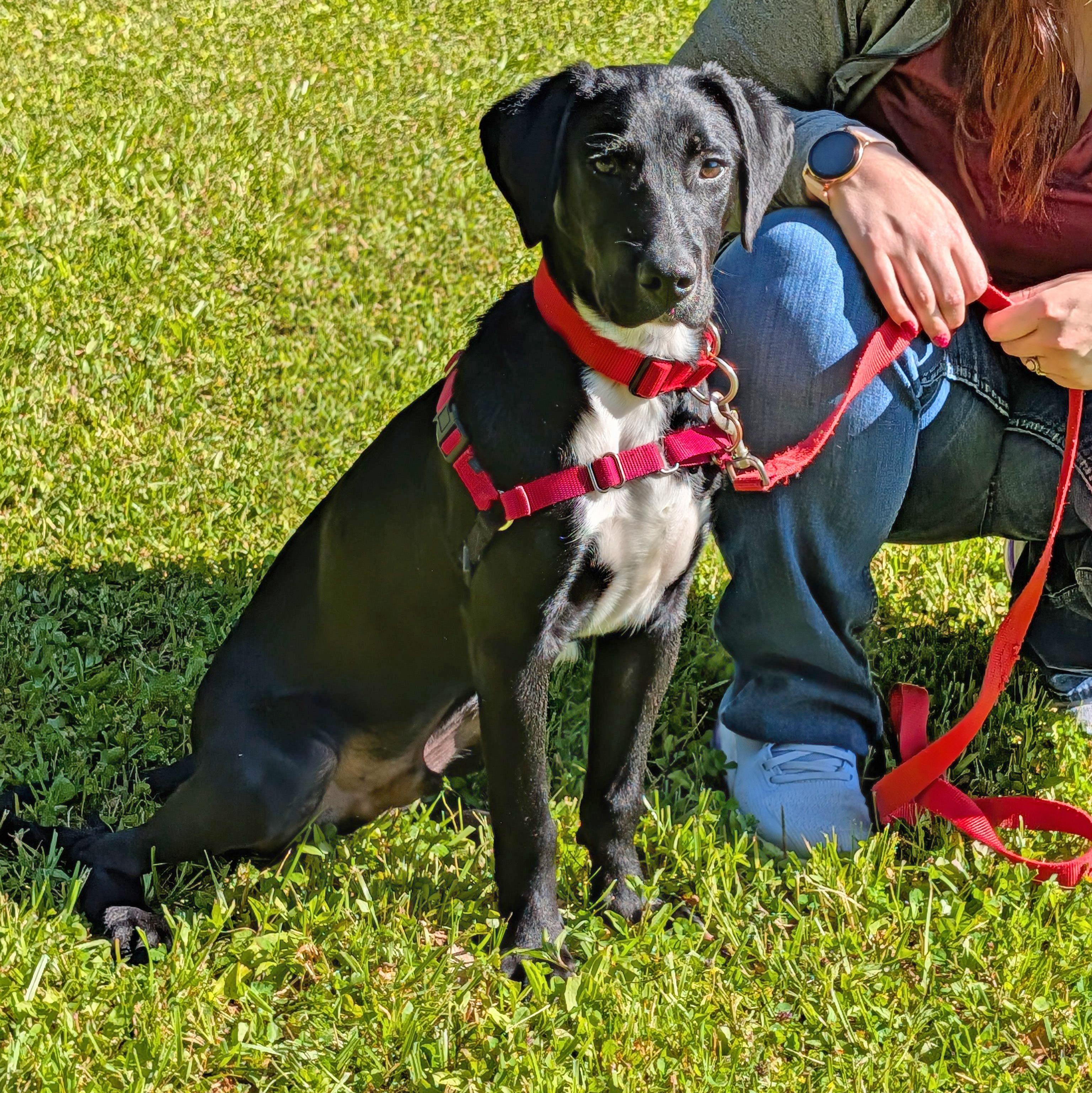Norris, ADOPTABLE, Puppy Male Labrador Retriever.