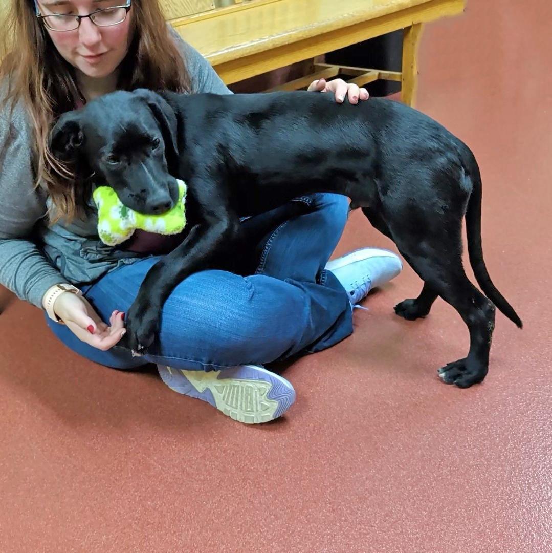 Norris, a ADOPTABLE mixed breed in Accident, MD image 5/6