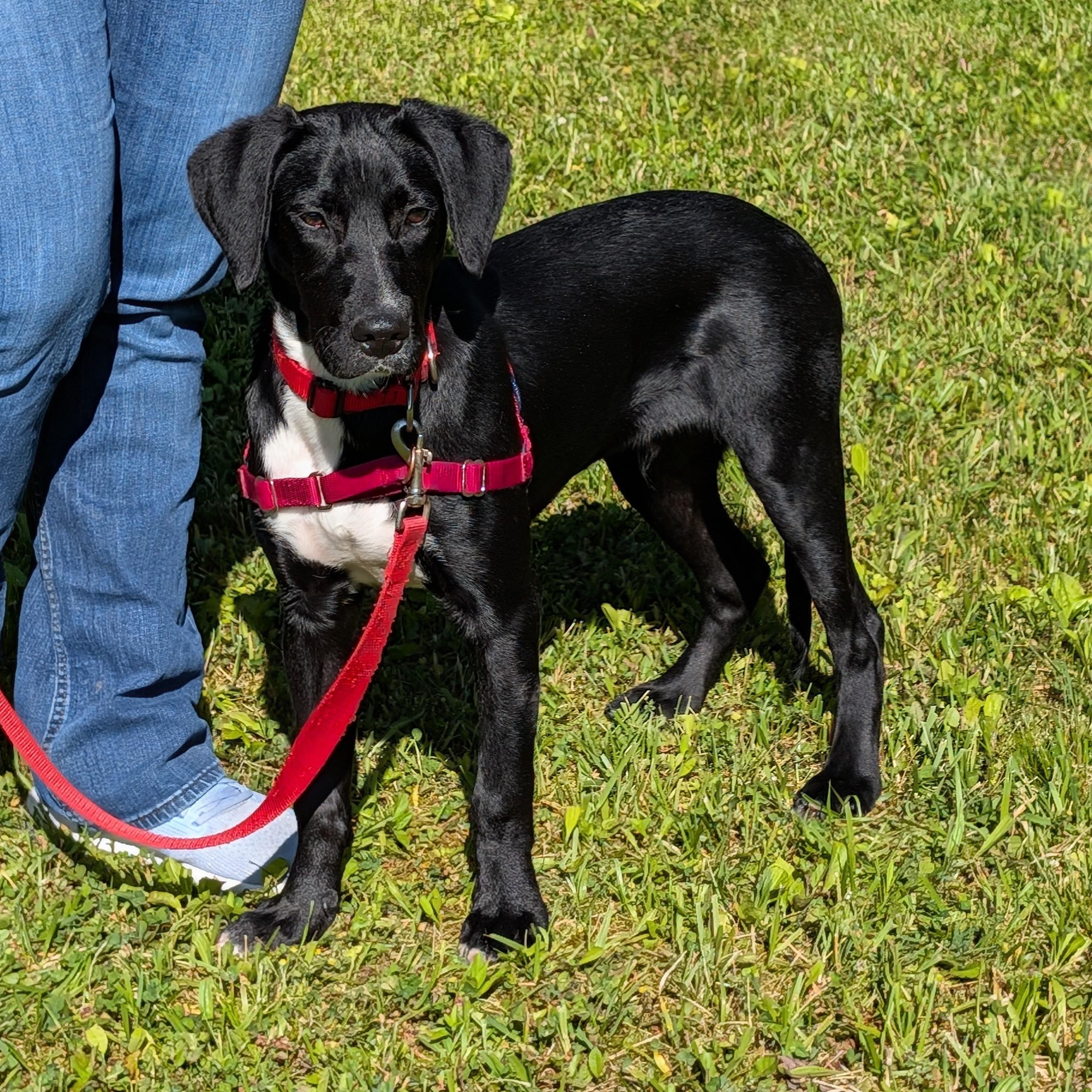Norris, a ADOPTABLE mixed breed in Accident, MD image 4/6