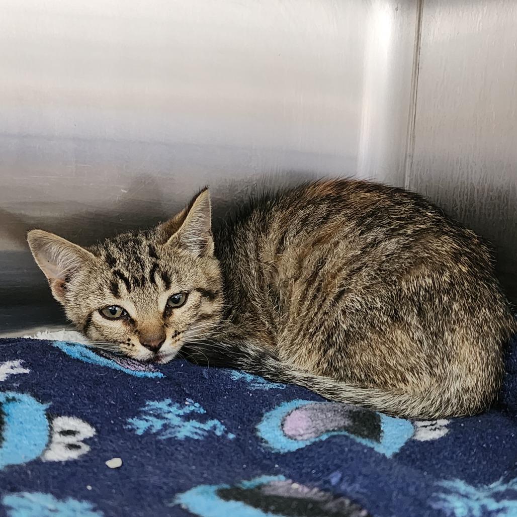 Miss Chiff, Adoptable, Kitten Female Domestic Short Hair.