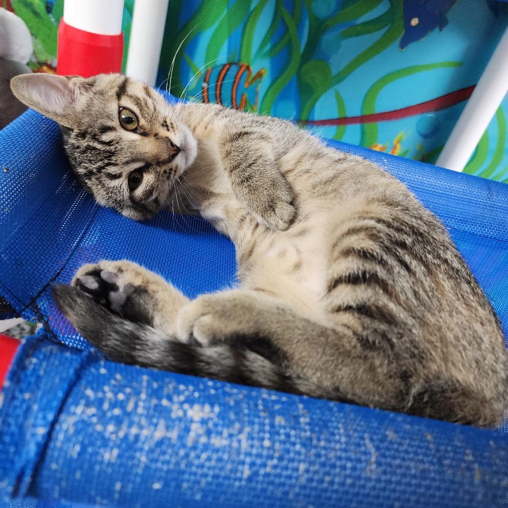 Miss Chiff, a Adoptable Domestic Short Hair in Dixon, IL image 2/2