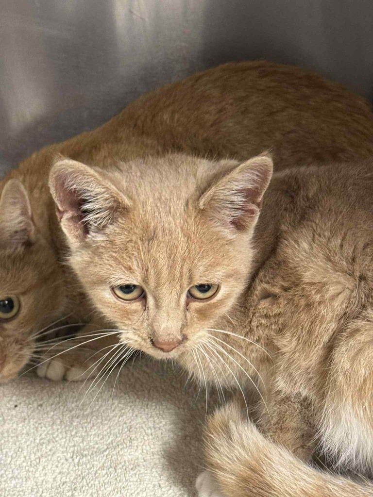 Rebel, Adoptable, Young Male Domestic Short Hair.