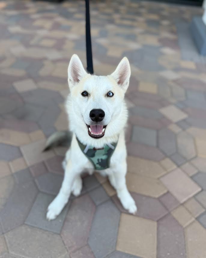 REBEL, a Adoptable Husky in Las Vegas, NV image 3/3