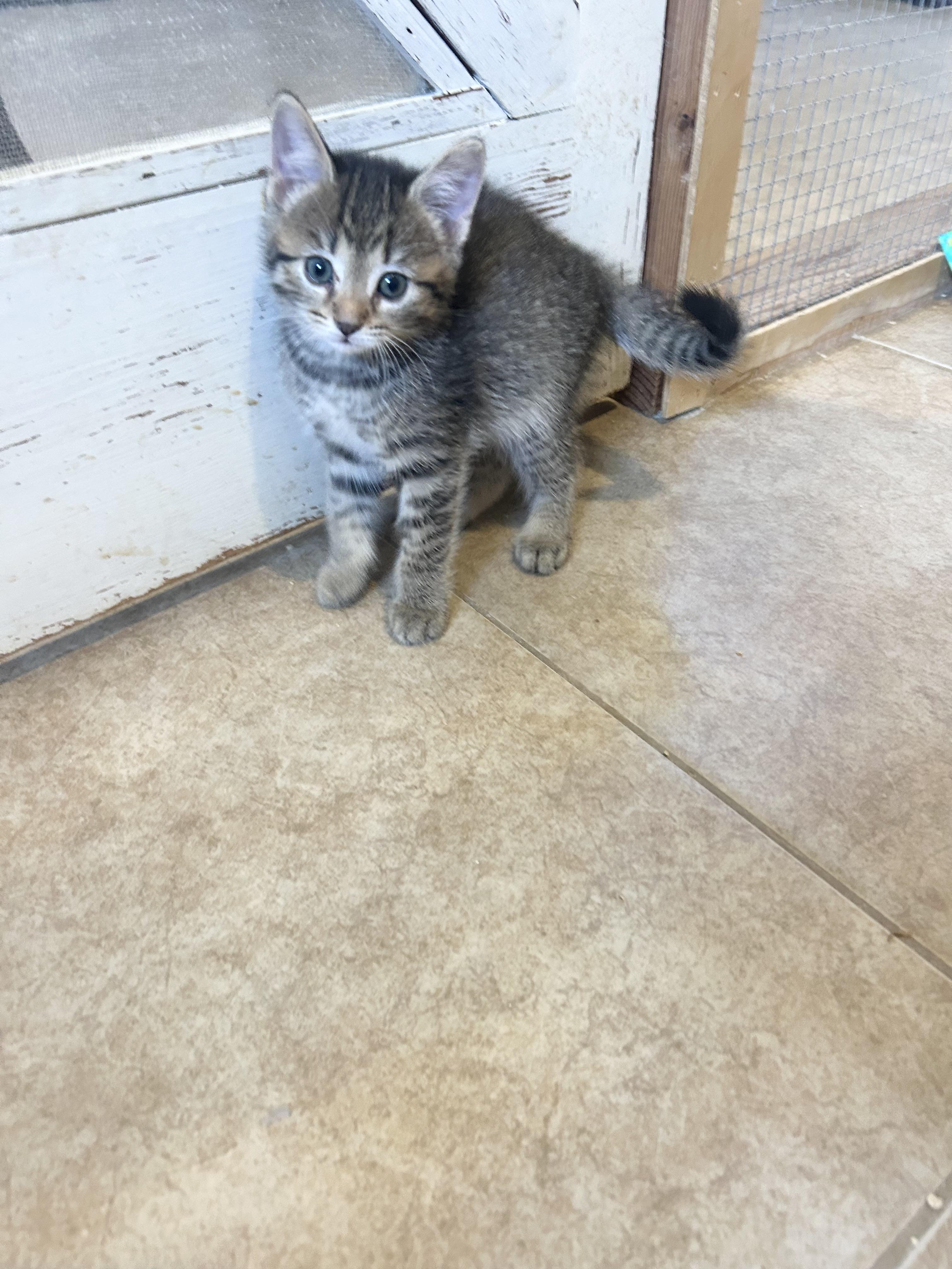 Shelby, Adoptable, Kitten Female Tabby.