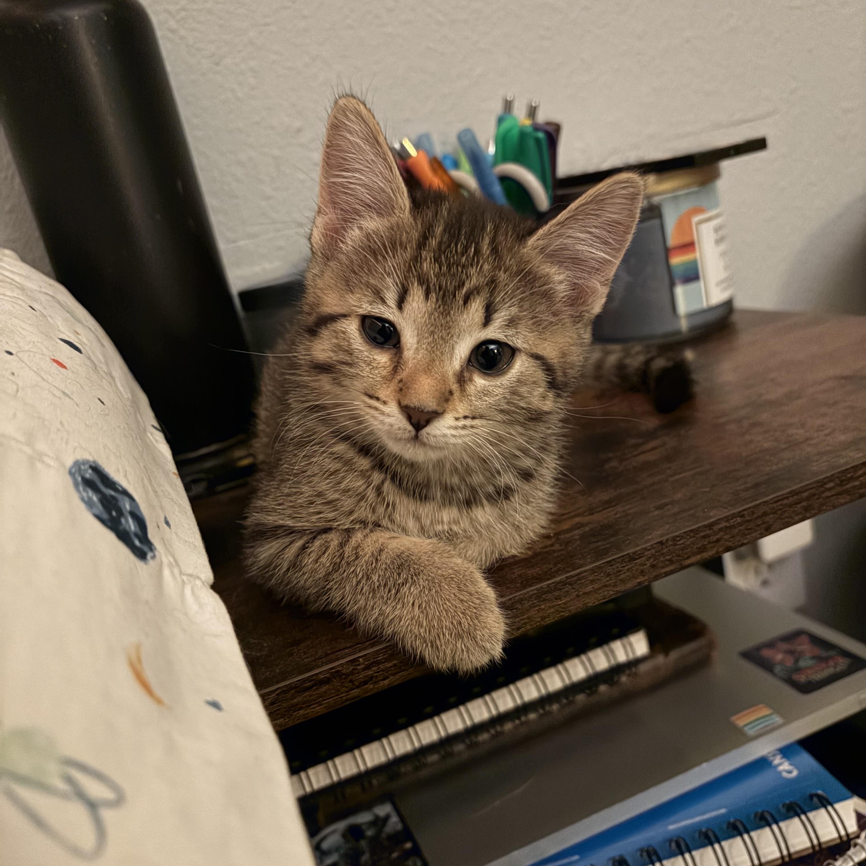 Enlarge Shelby, a Adoptable Tabby in Bradenton, FL image 4/6