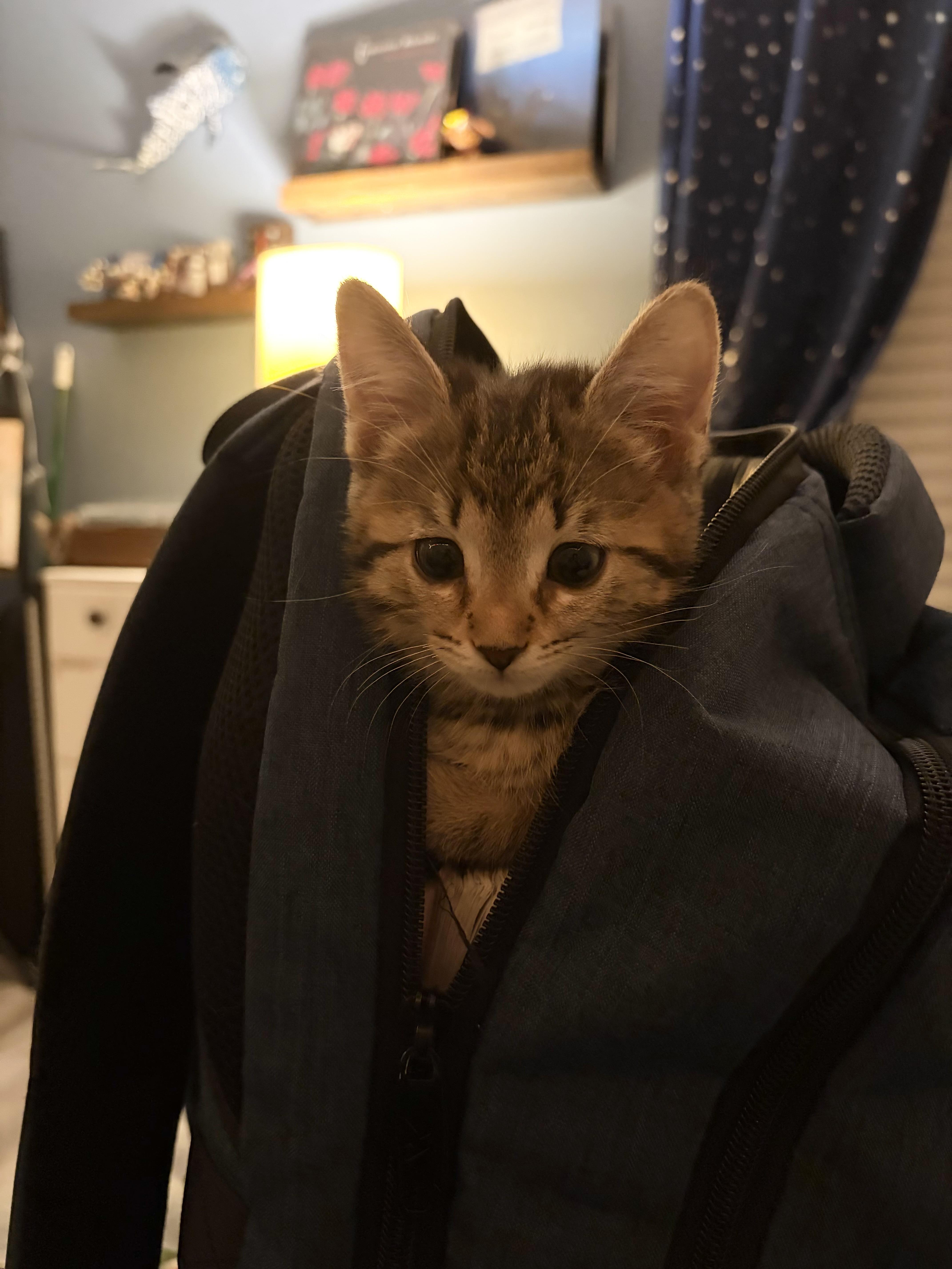 Enlarge Shelby, a Adoptable Tabby in Bradenton, FL image 5/6