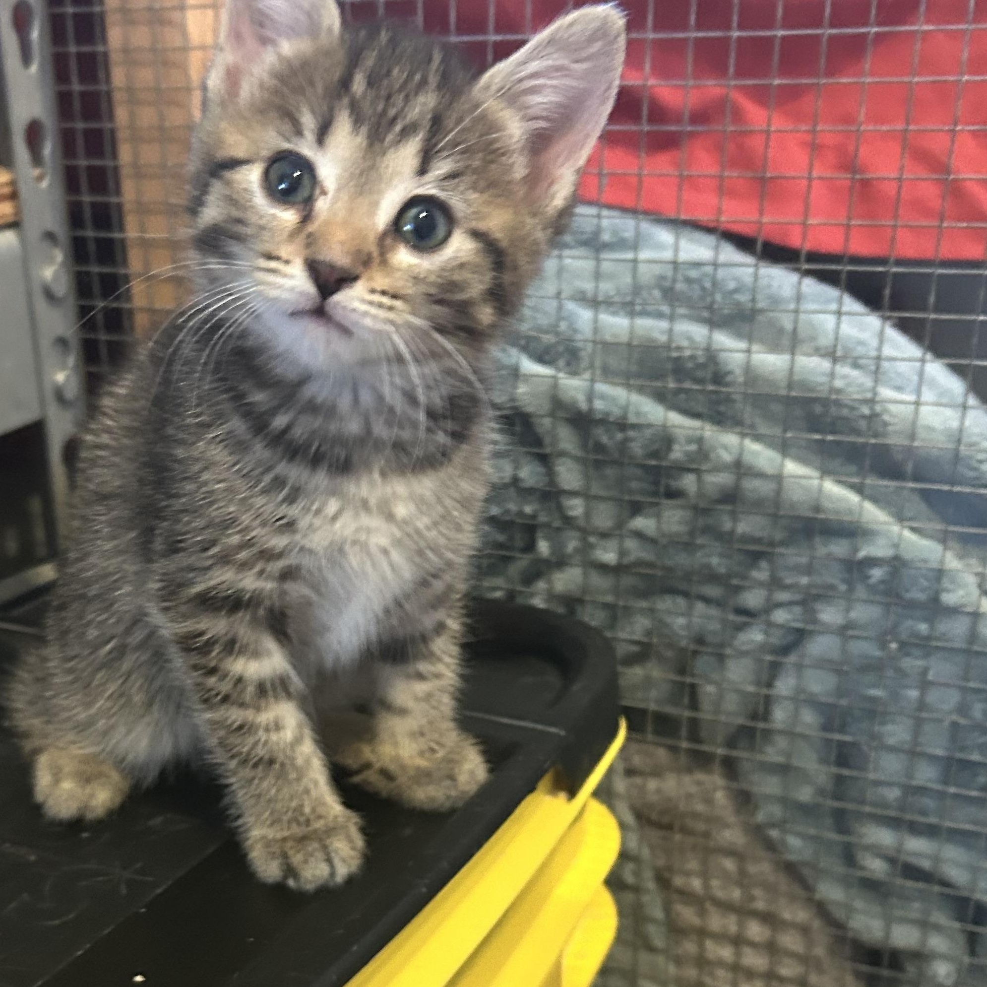 Enlarge Shelby, a Adoptable Tabby in Bradenton, FL image 2/6