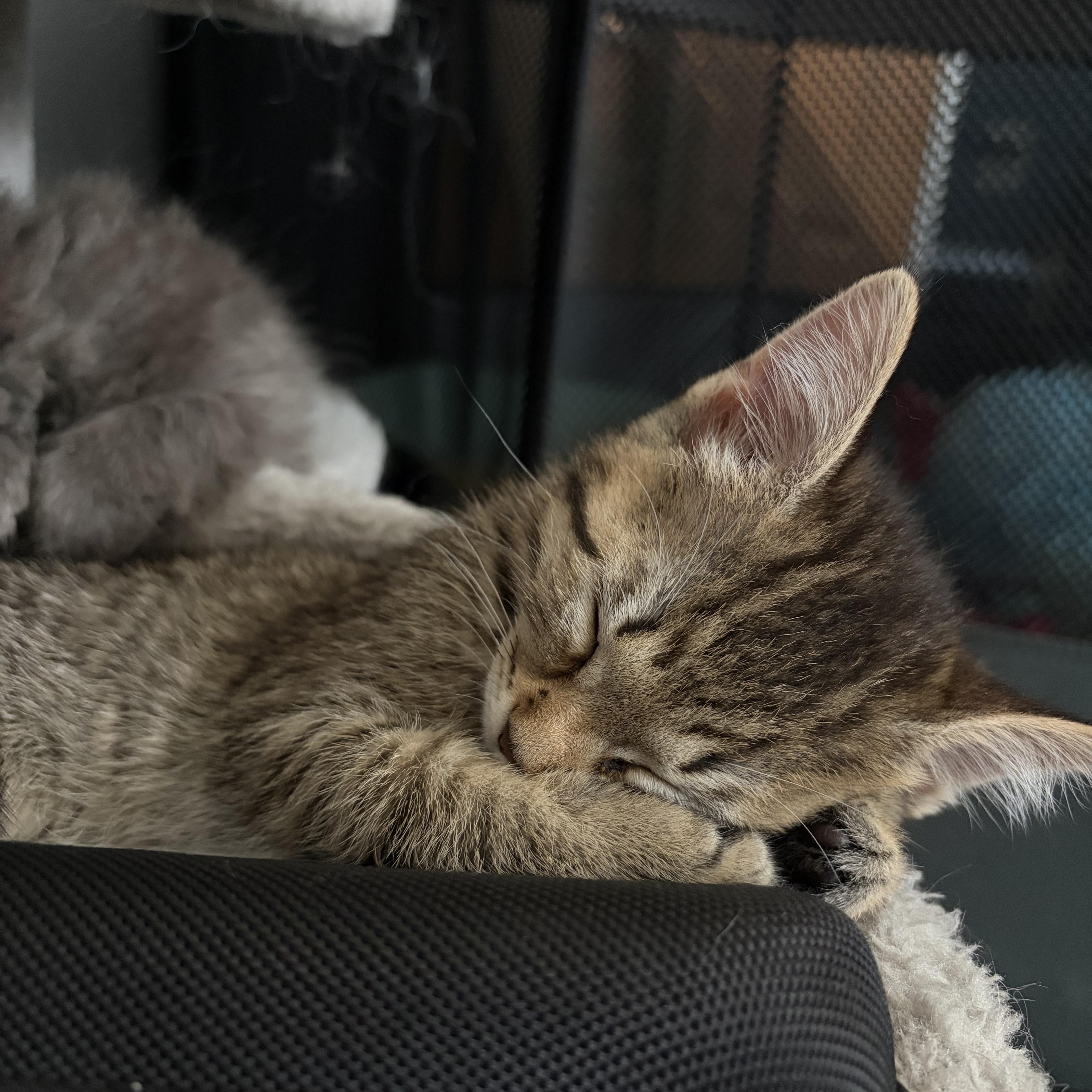 Enlarge Shelby, a Adoptable Tabby in Bradenton, FL image 3/6