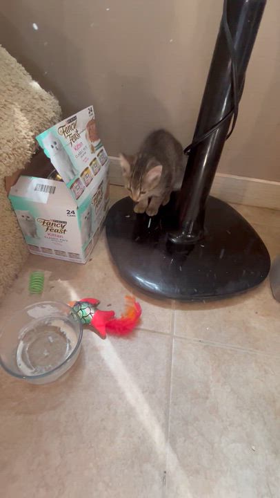 Enlarge Shelby, a Adoptable Tabby in Bradenton, FL video 6/6