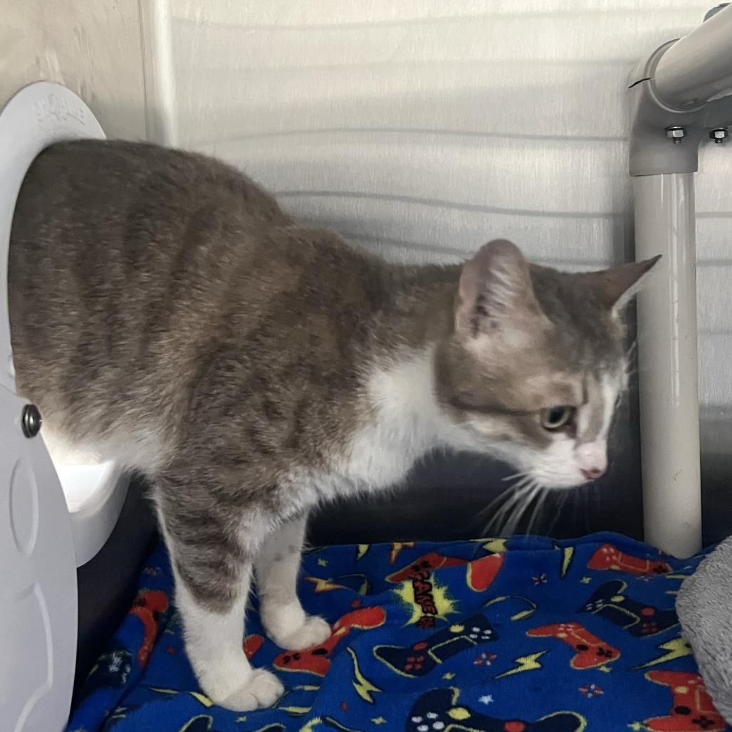 Trinity, a Adoptable Domestic Short Hair in Richmond Hill, GA image 1/4