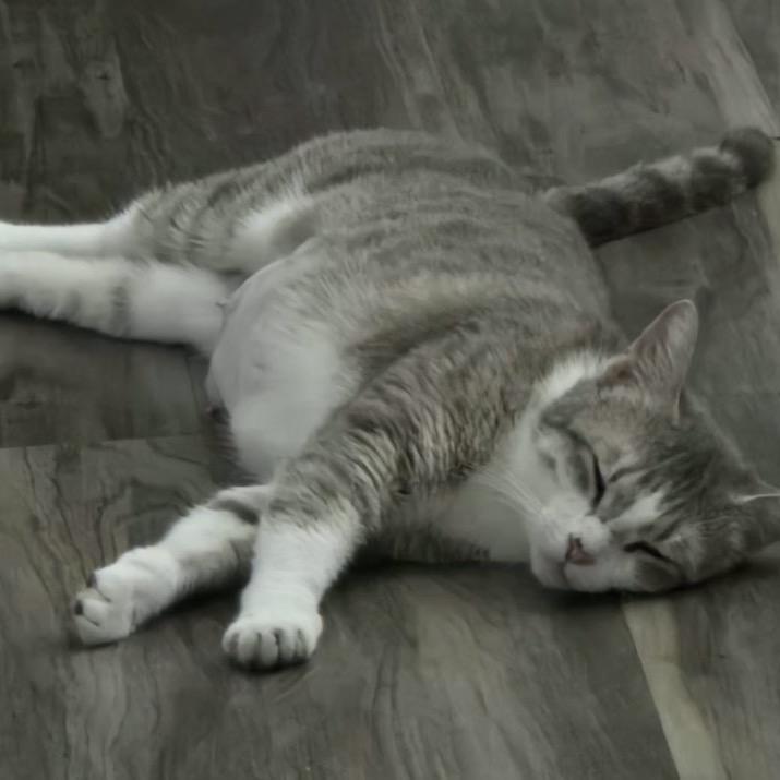 Trinity, a Adoptable Domestic Short Hair in Richmond Hill, GA image 2/4