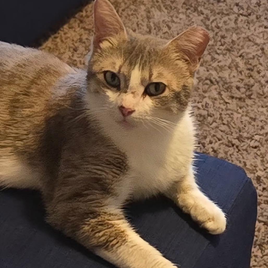 Trinity, a Adoptable Domestic Short Hair in Richmond Hill, GA image 3/4