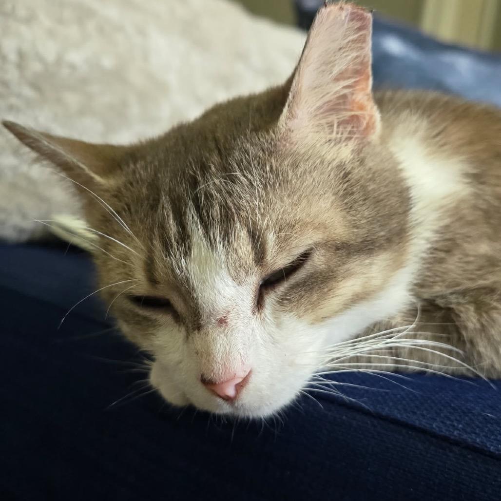 Trinity, a Adoptable Domestic Short Hair in Richmond Hill, GA image 4/4