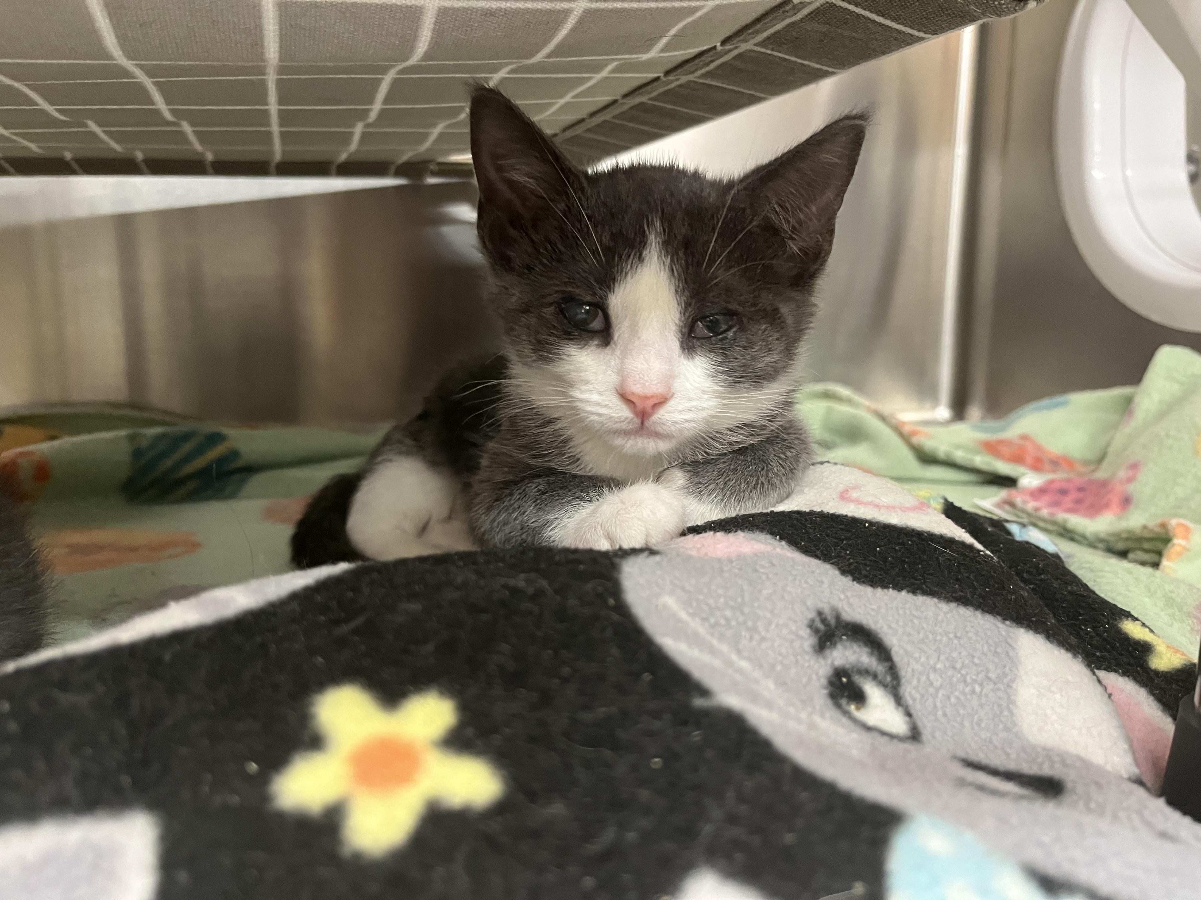 Mackerel, a Adoptable mixed breed in Xenia, OH image 3/4