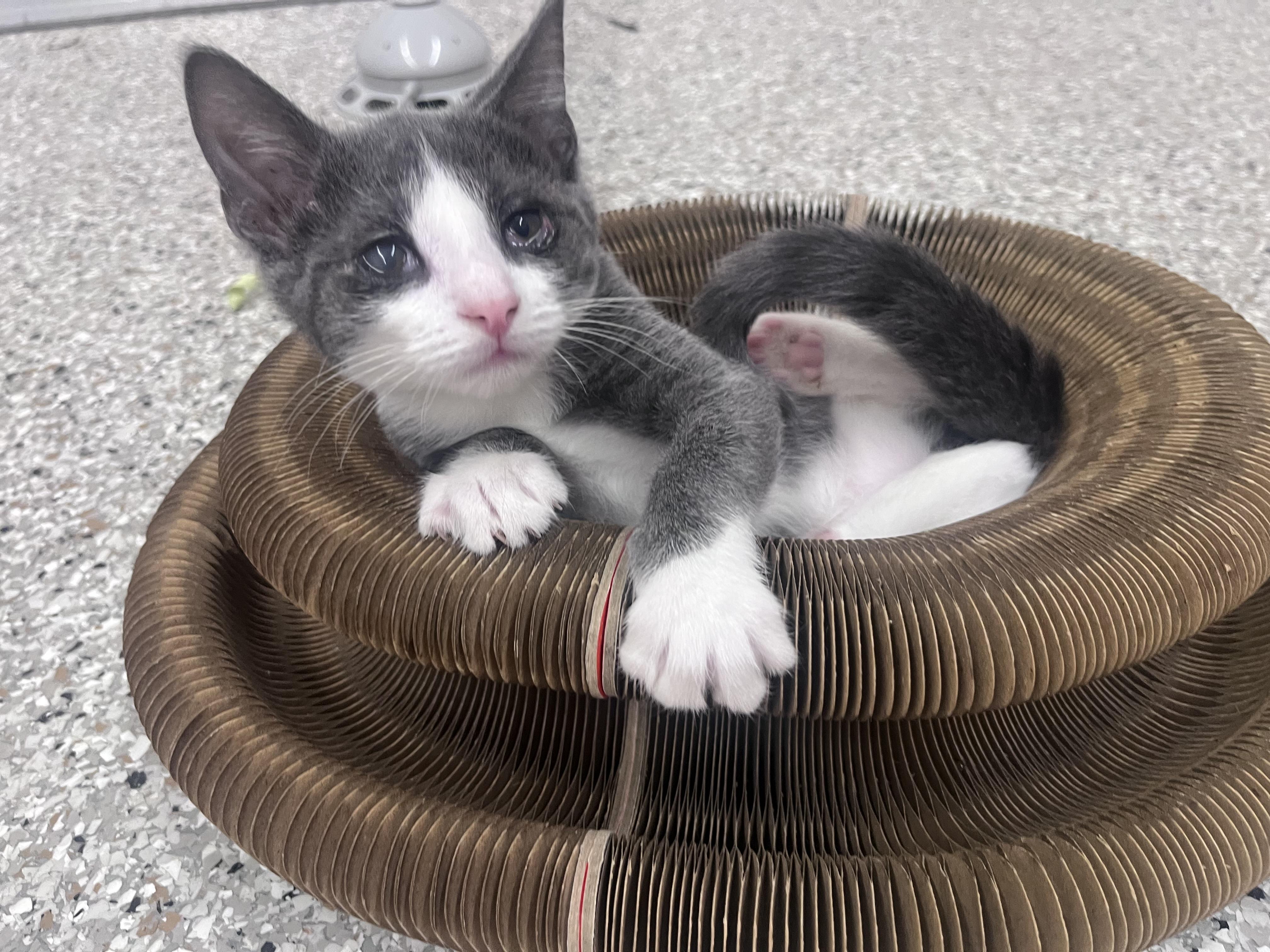 Mackerel, Adoptable, Kitten Male Domestic Short Hair.