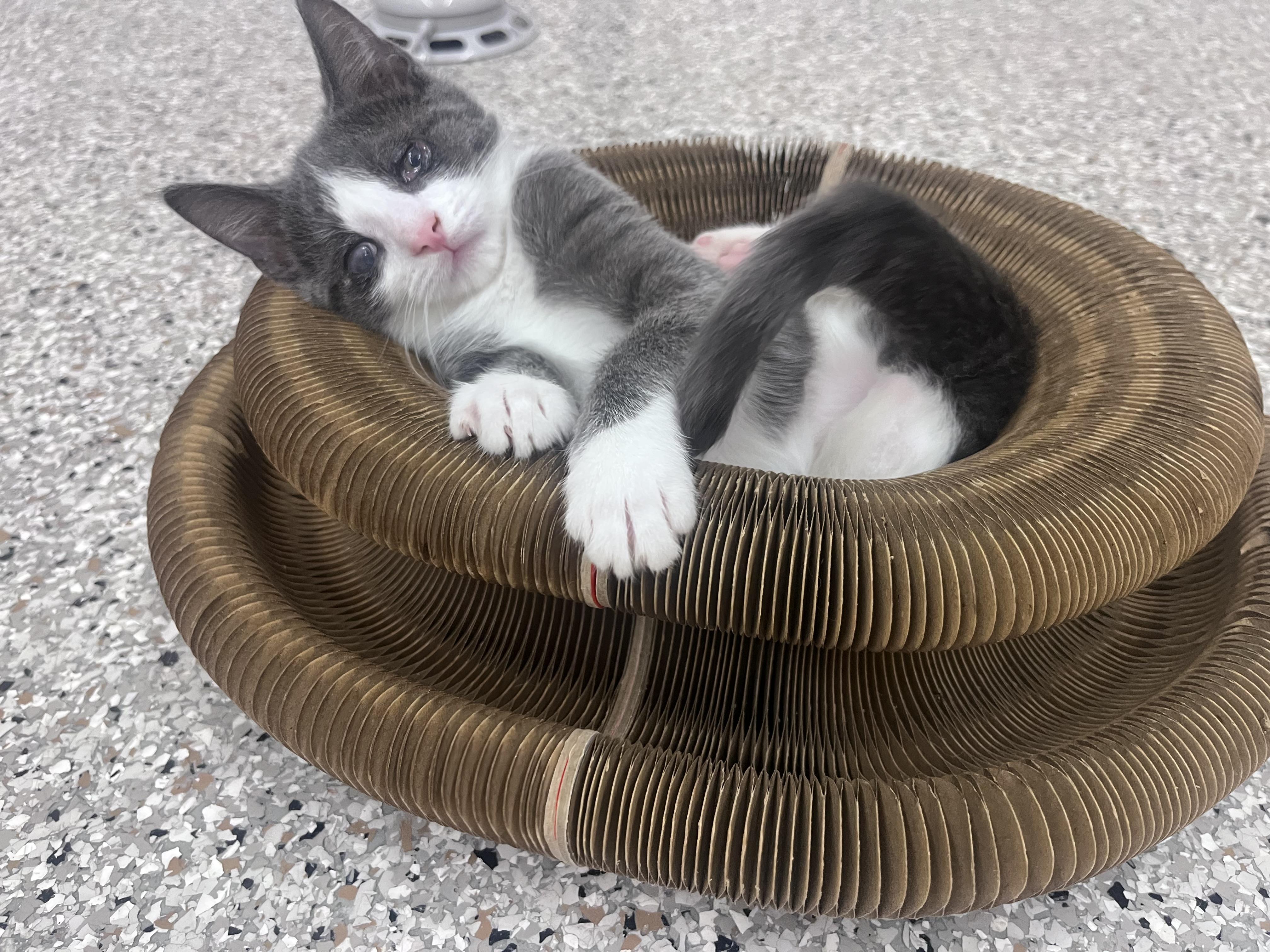 Mackerel, a Adoptable mixed breed in Xenia, OH image 4/4