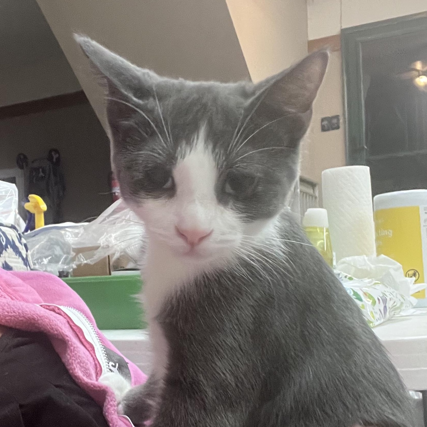Mackerel, Adoptable, Kitten Male Domestic Short Hair.