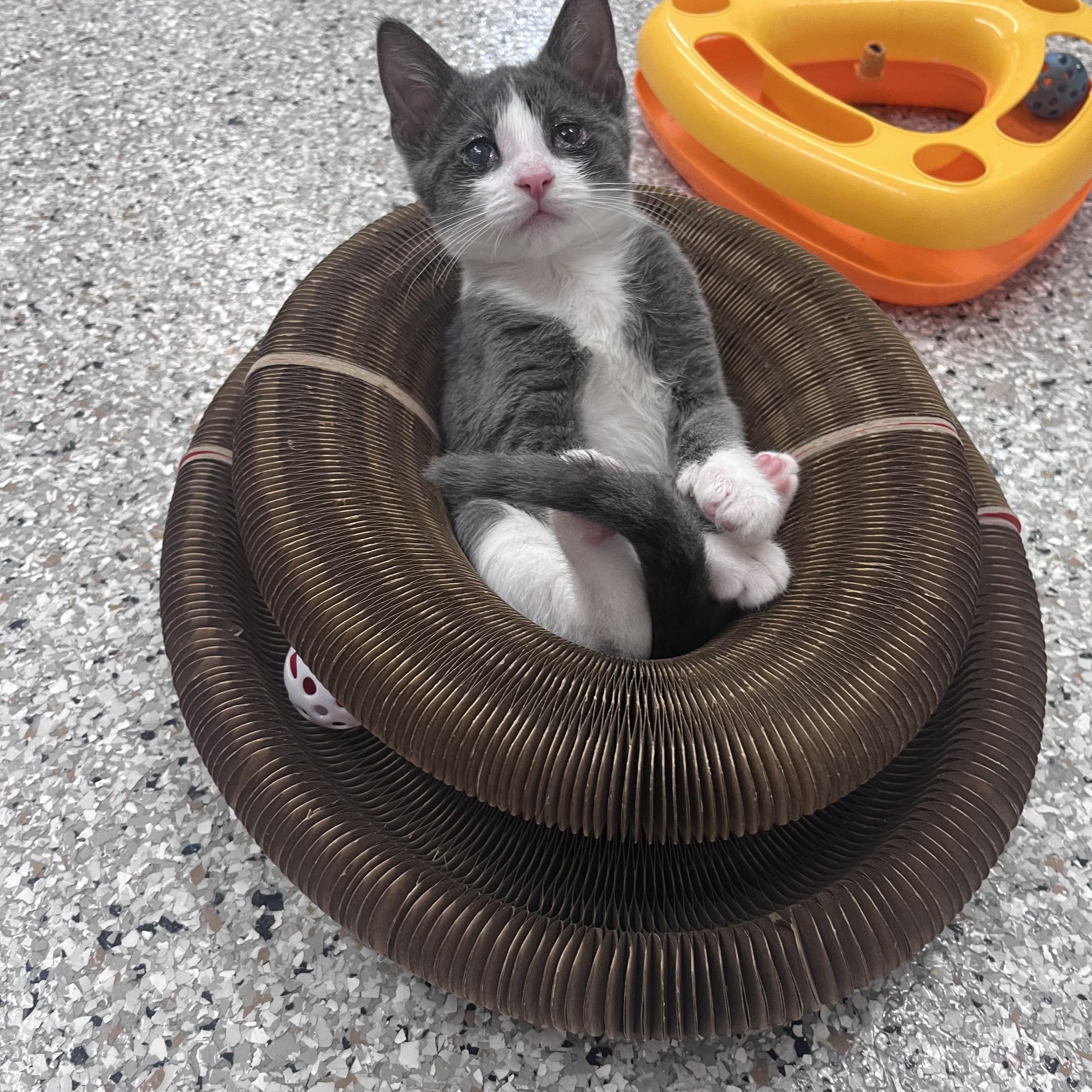 Mackerel, a Adoptable mixed breed in Xenia, OH image 2/4