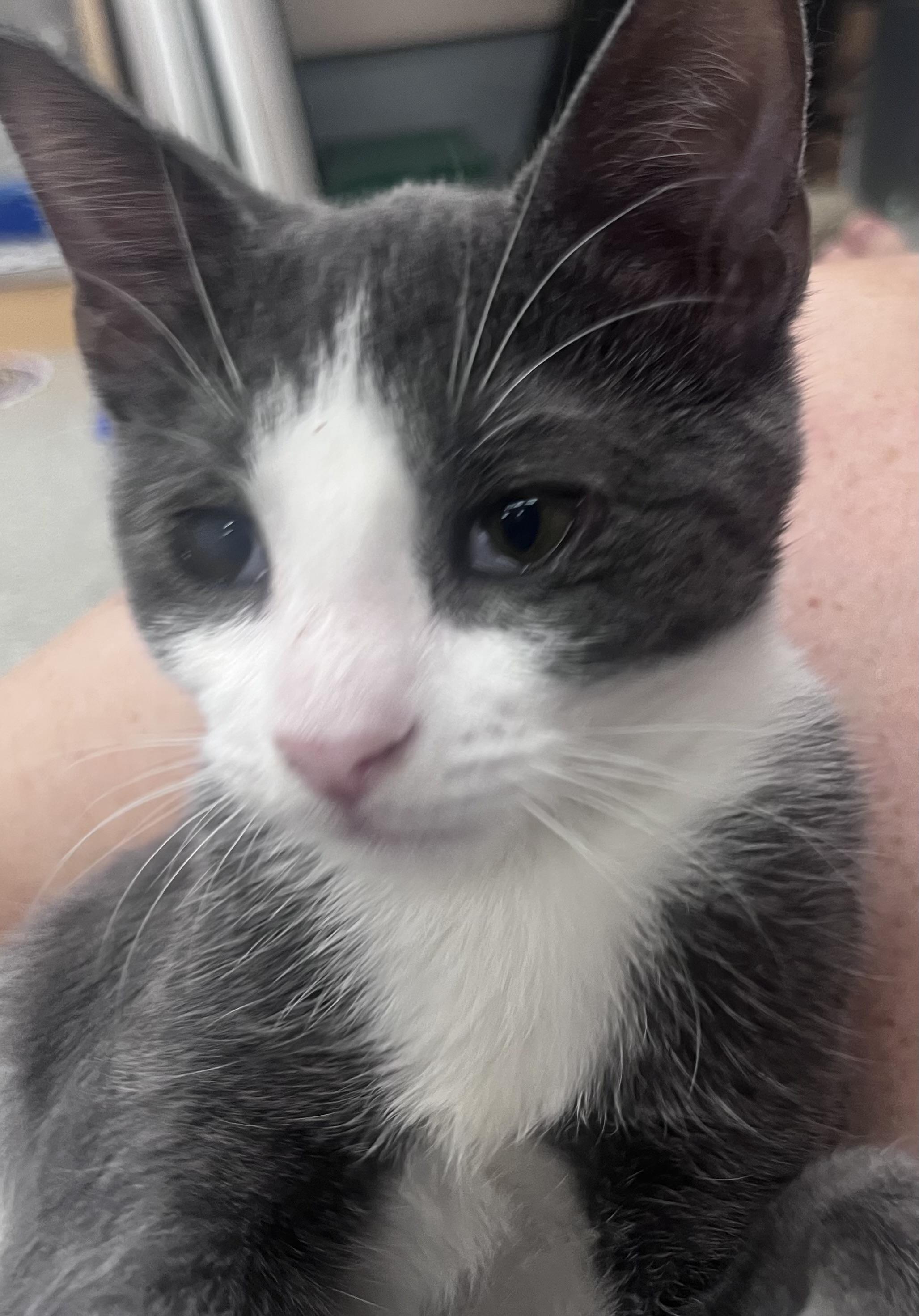 Enlarge Mackerel, a Adoptable mixed breed in Xenia, OH image 5/6
