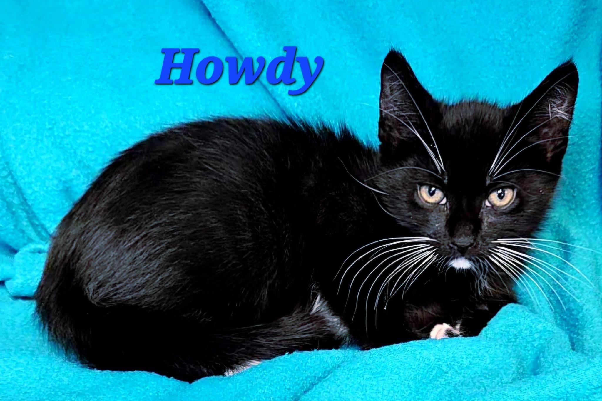 Enlarge Howdy, a Adopted Domestic Medium Hair in Macon, GA image 2/2