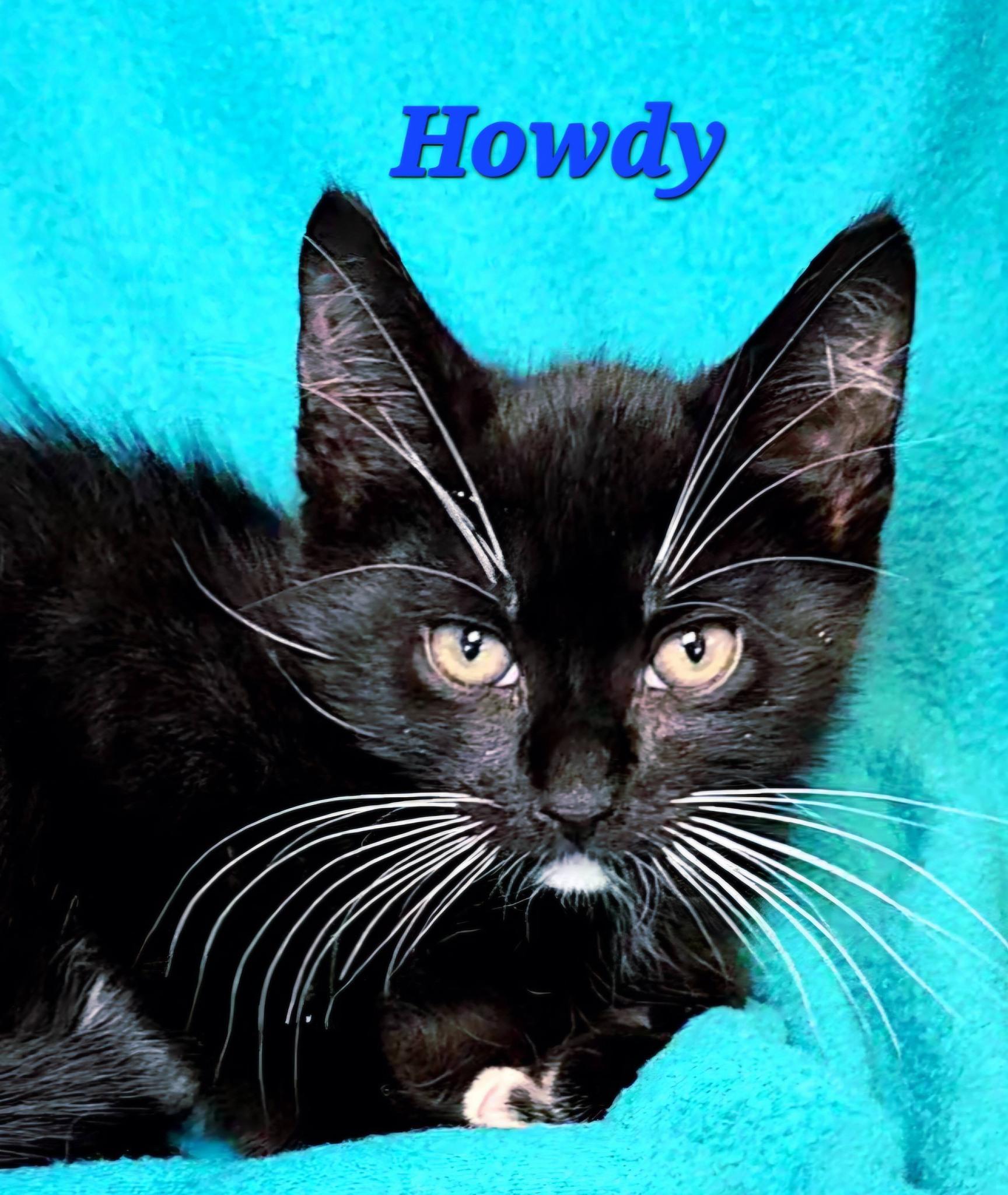 Howdy, Adopted, Young Male Domestic Medium Hair.