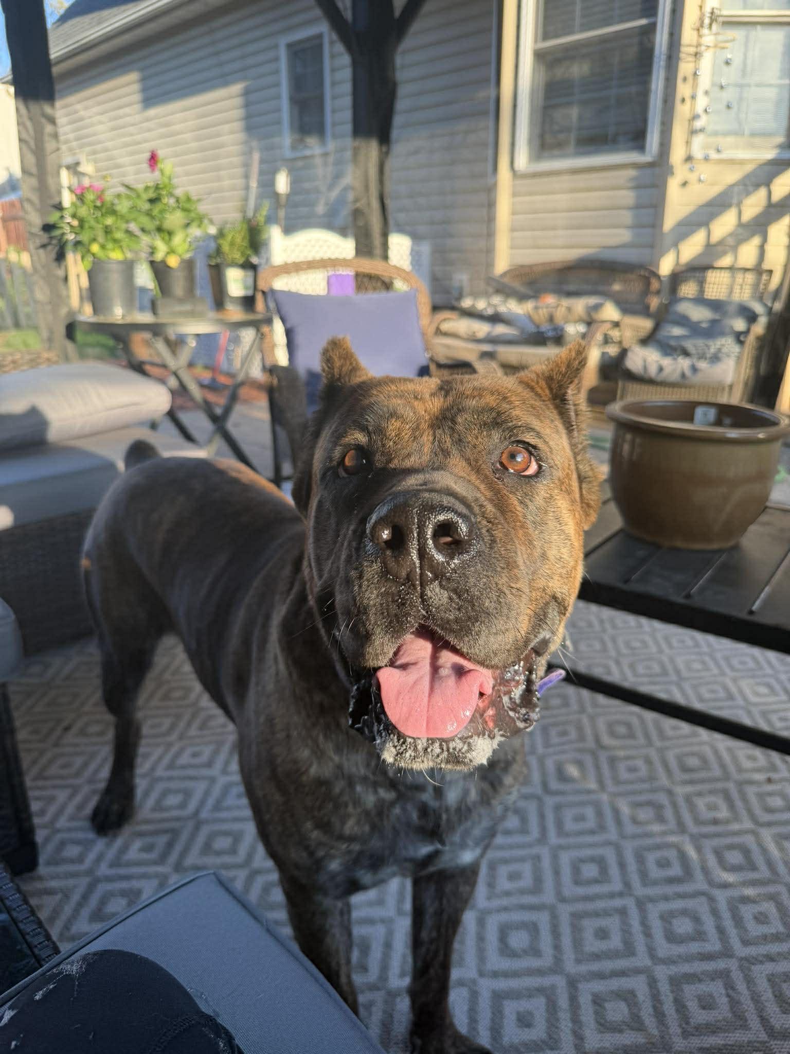 Nola (Courtesy Listing), Adoptable, Adult Female Cane Corso.