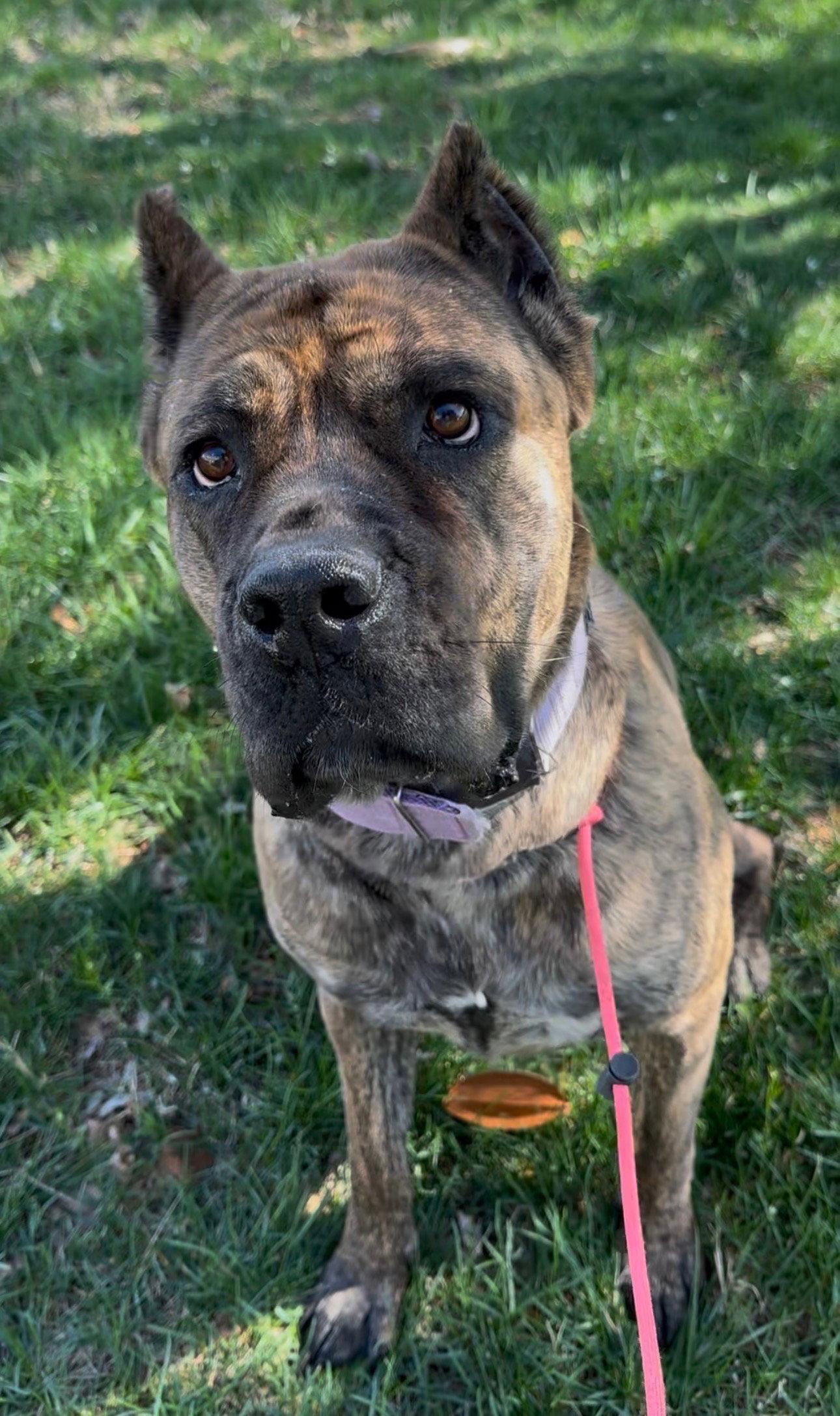Enlarge Nola (Courtesy Listing), a Adoptable Cane Corso in Spotsylvania, VA image 2/3
