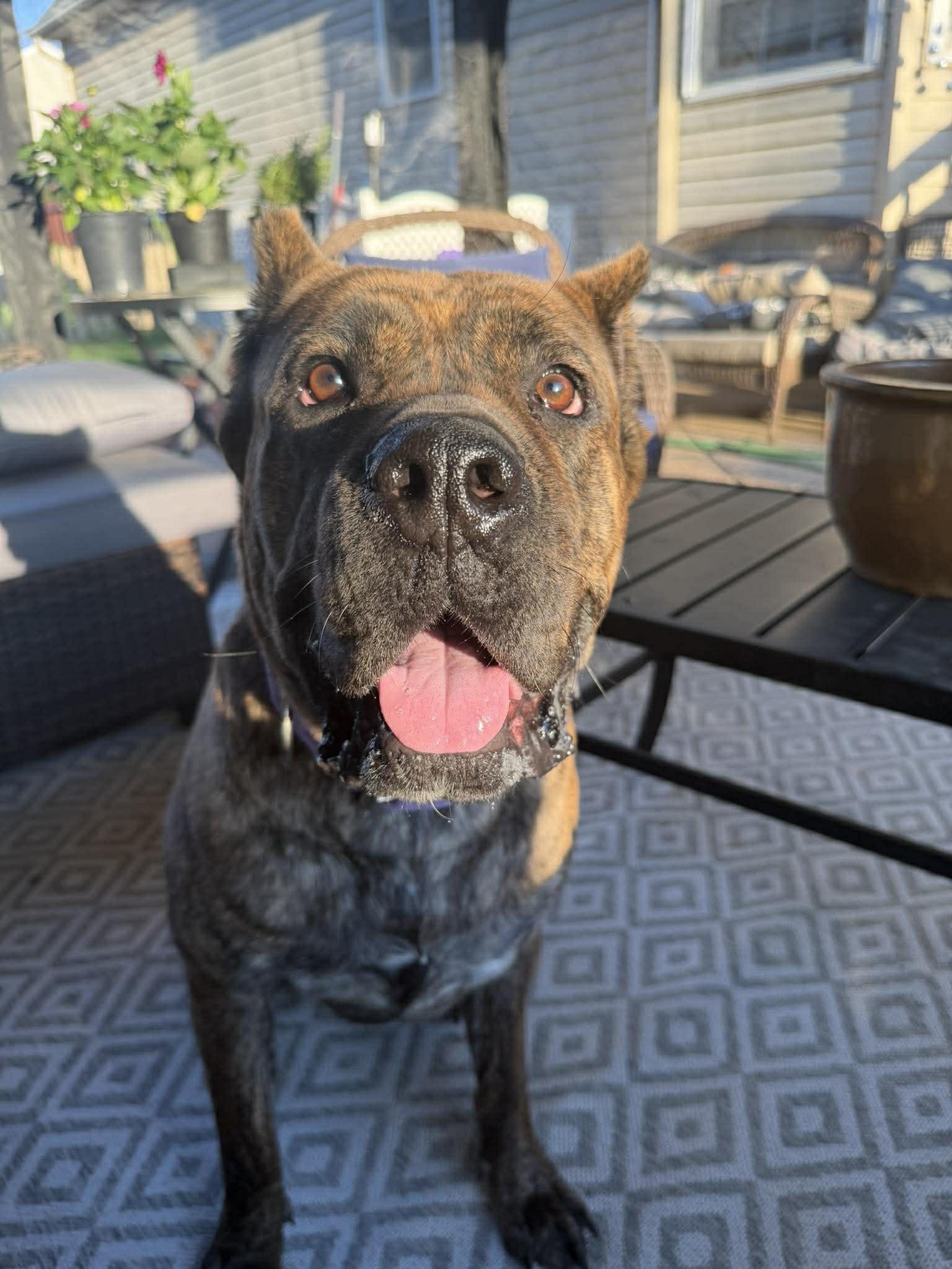 Enlarge Nola (Courtesy Listing), a Adoptable Cane Corso in Spotsylvania, VA image 3/3