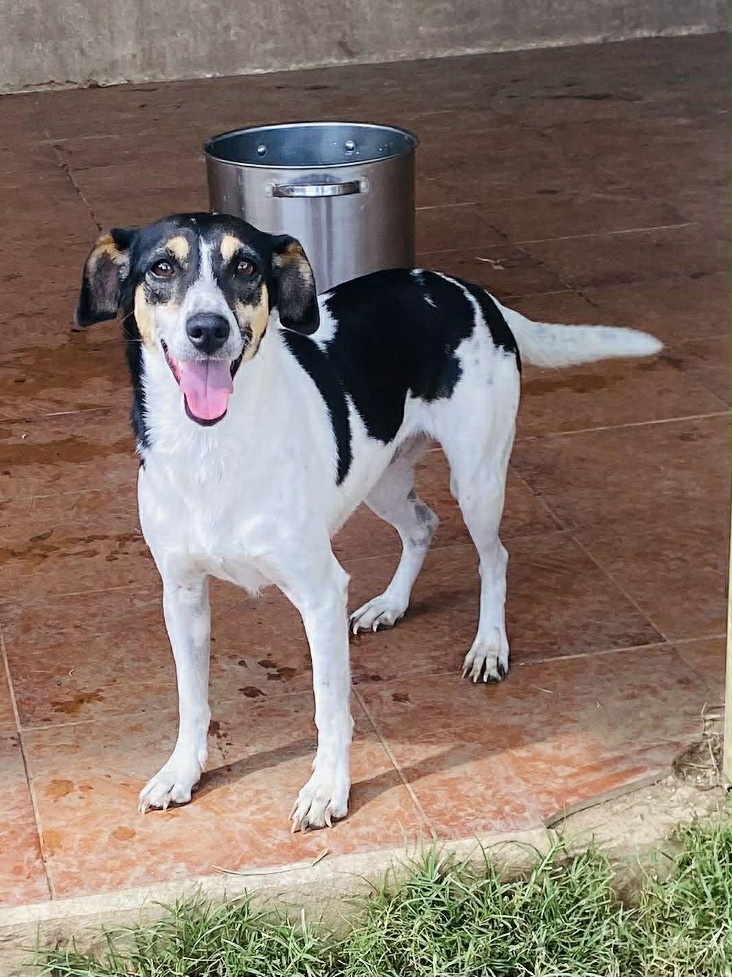 Enlarge ANITA, an adopted mixed breed in Villalba, PR image 3/4