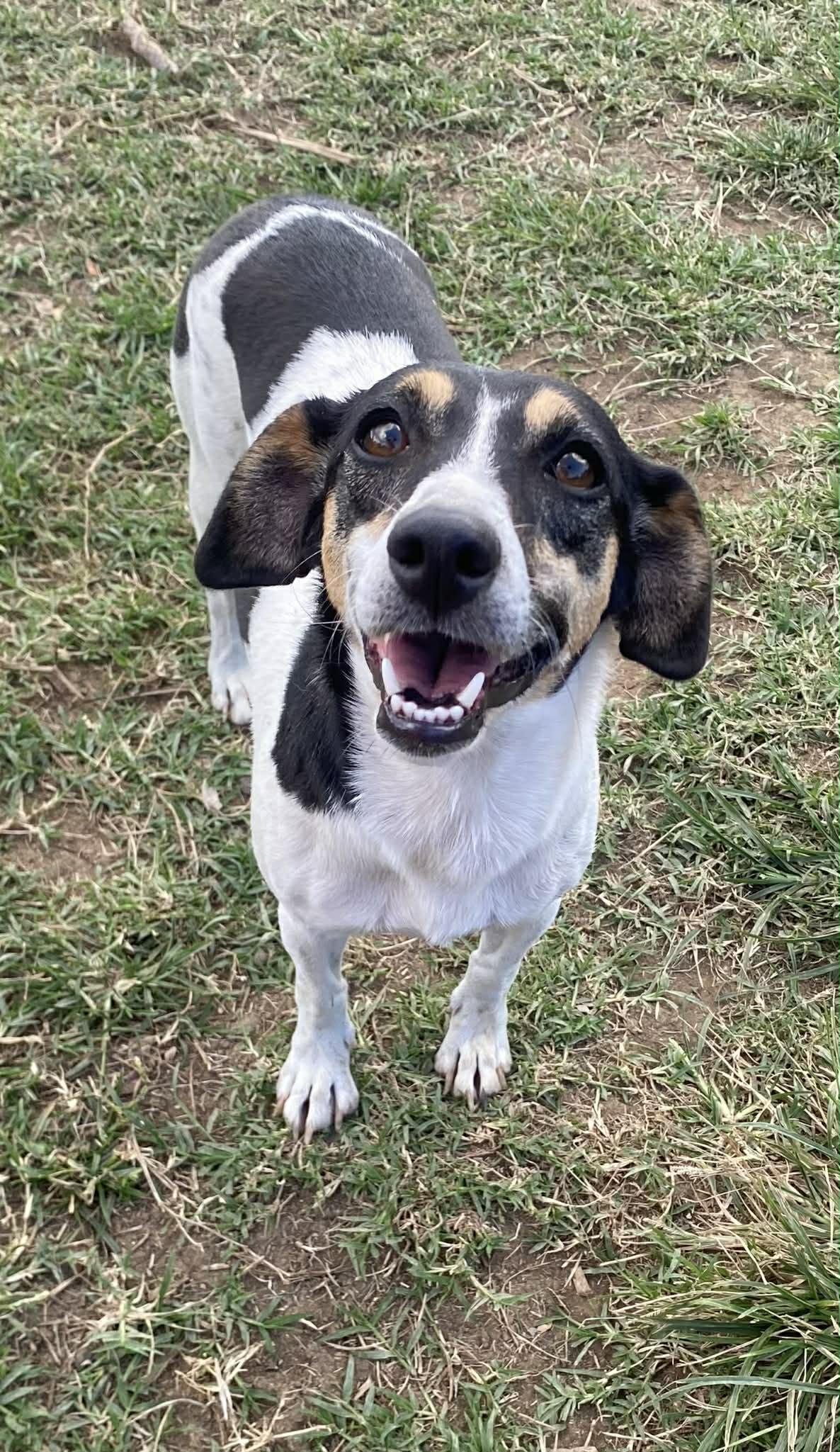 ANITA, adopted, Adult Female Jack Russell Terrier.