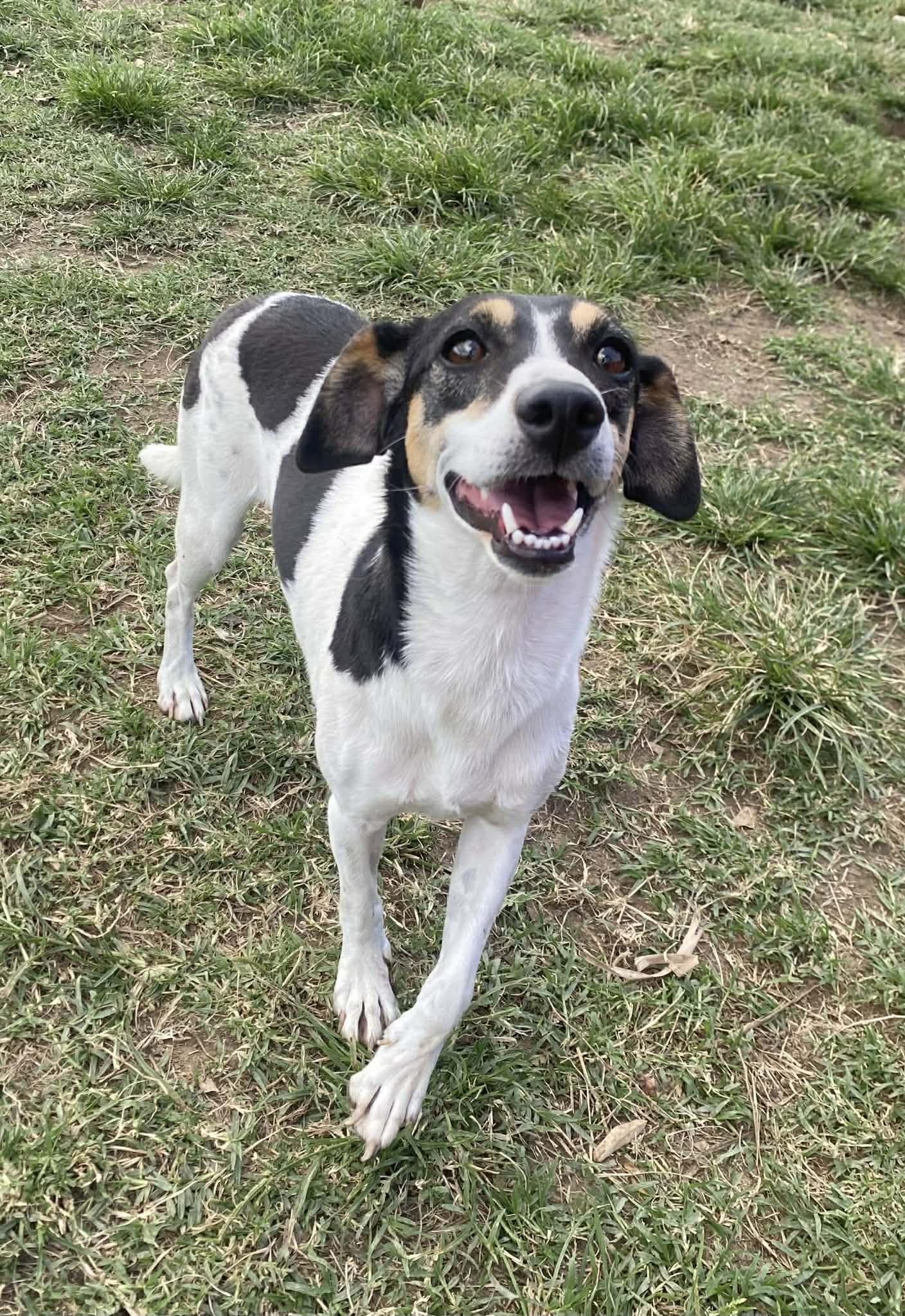 Enlarge ANITA, an adopted mixed breed in Villalba, PR image 2/4