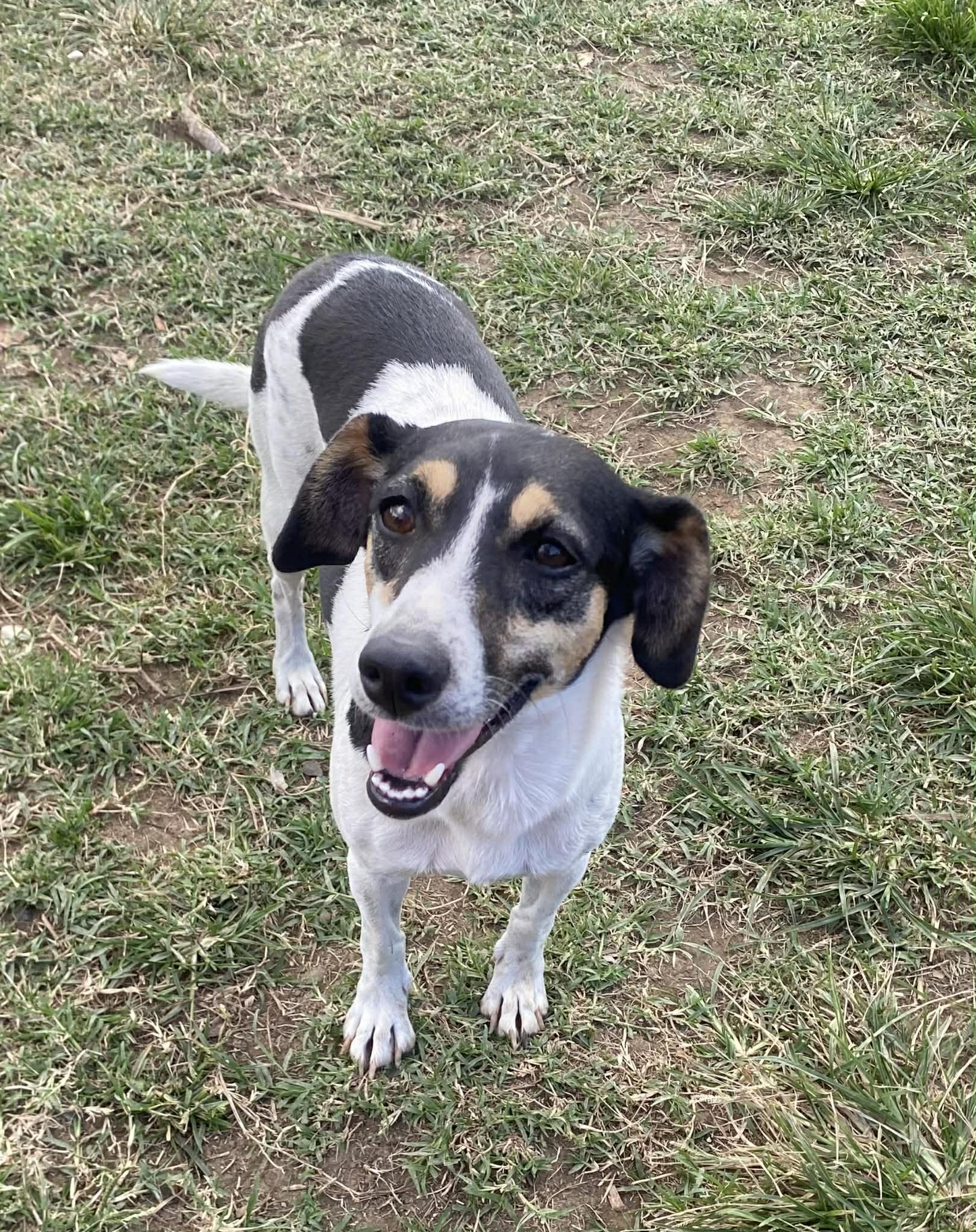 Enlarge ANITA, an adopted mixed breed in Villalba, PR image 4/4